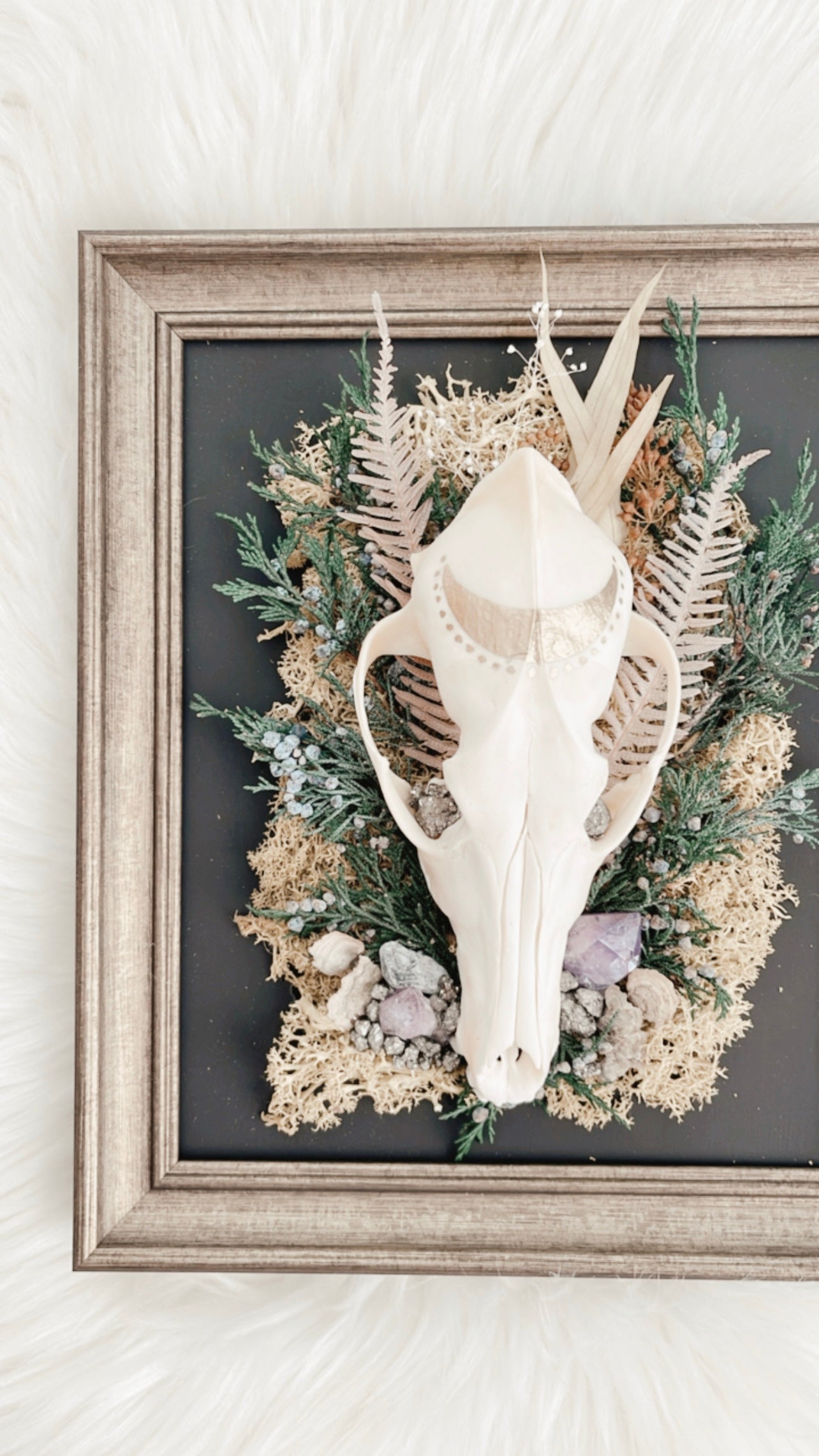 ❋ August 31, 2025 ❋ 11:30a - Coyote Skull Oddities Frame