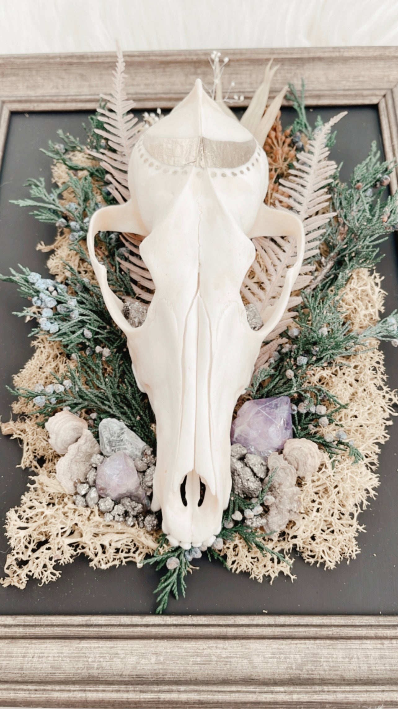 ❋ August 31, 2025 ❋ 11:30a - Coyote Skull Oddities Frame