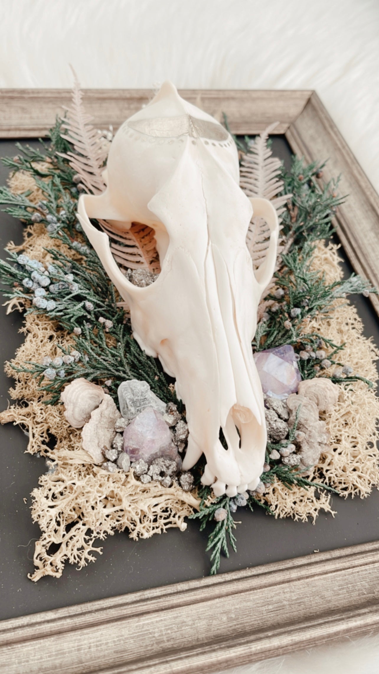 ❋ August 31, 2025 ❋ 11:30a - Coyote Skull Oddities Frame