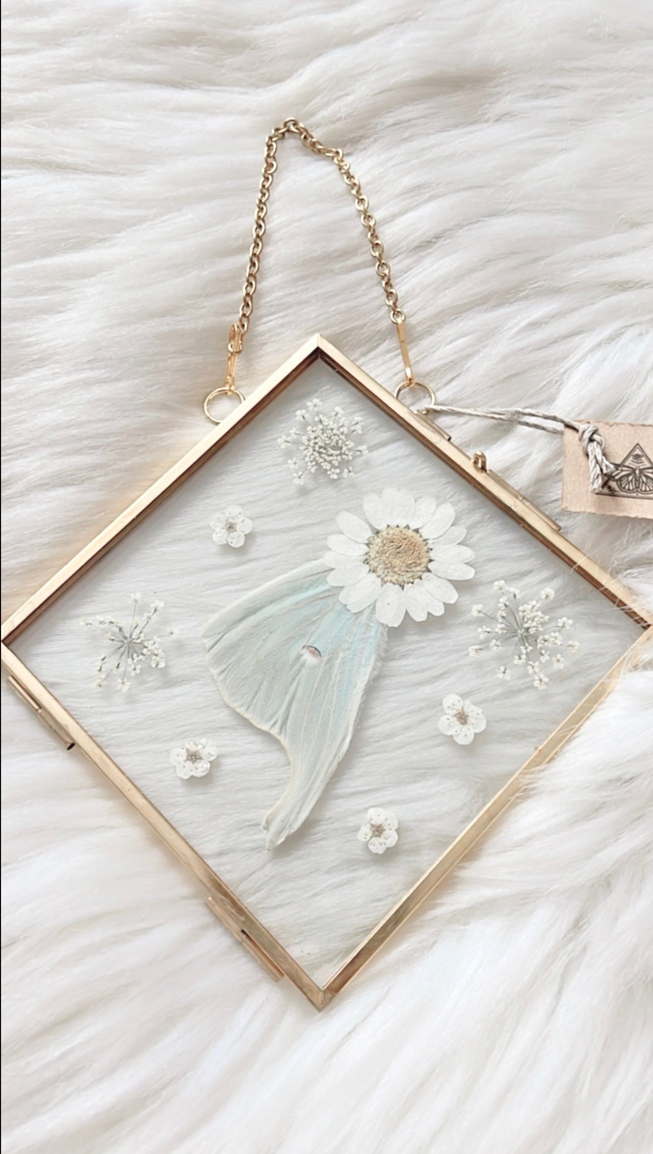 Amelia Moth Floral Frame <5.5x5.5in>