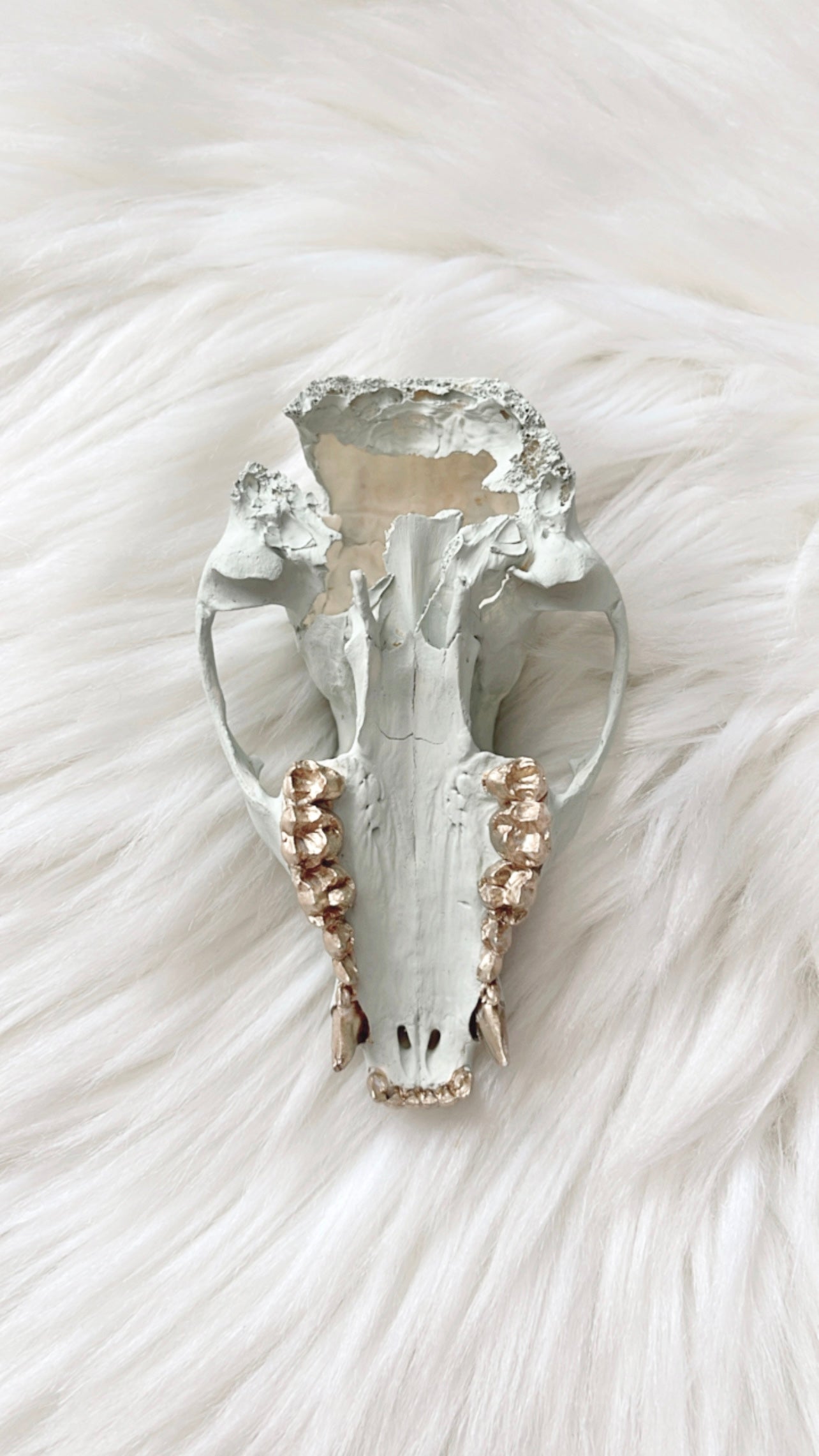 Anne Raccoon Skull