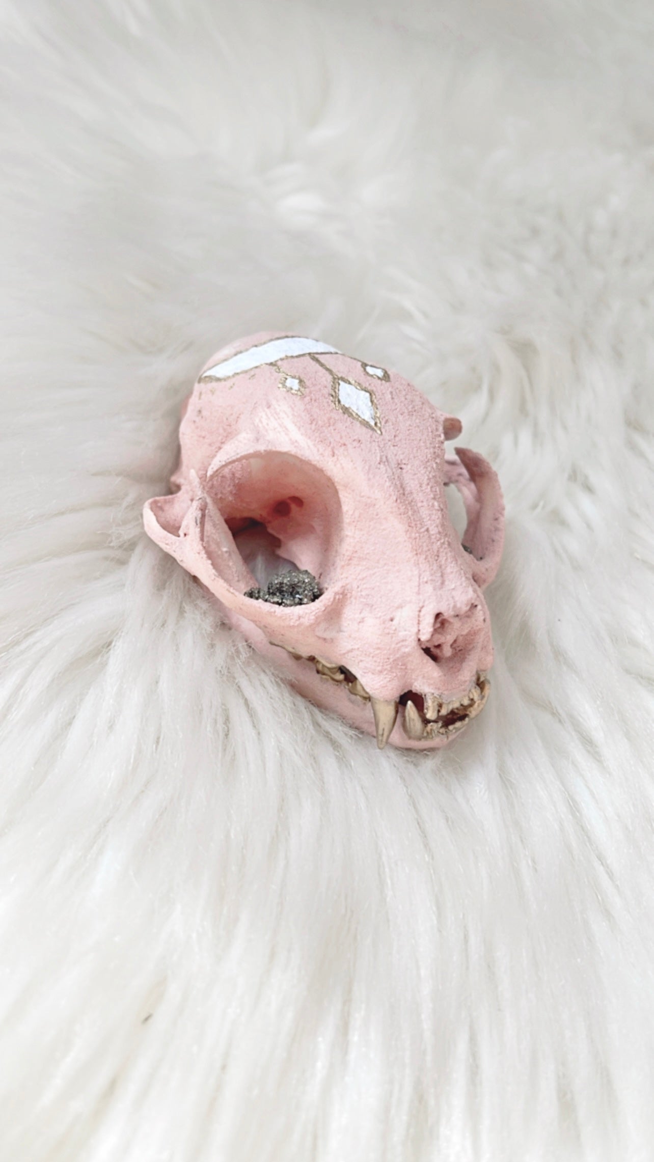 Aurelia Cat Skull