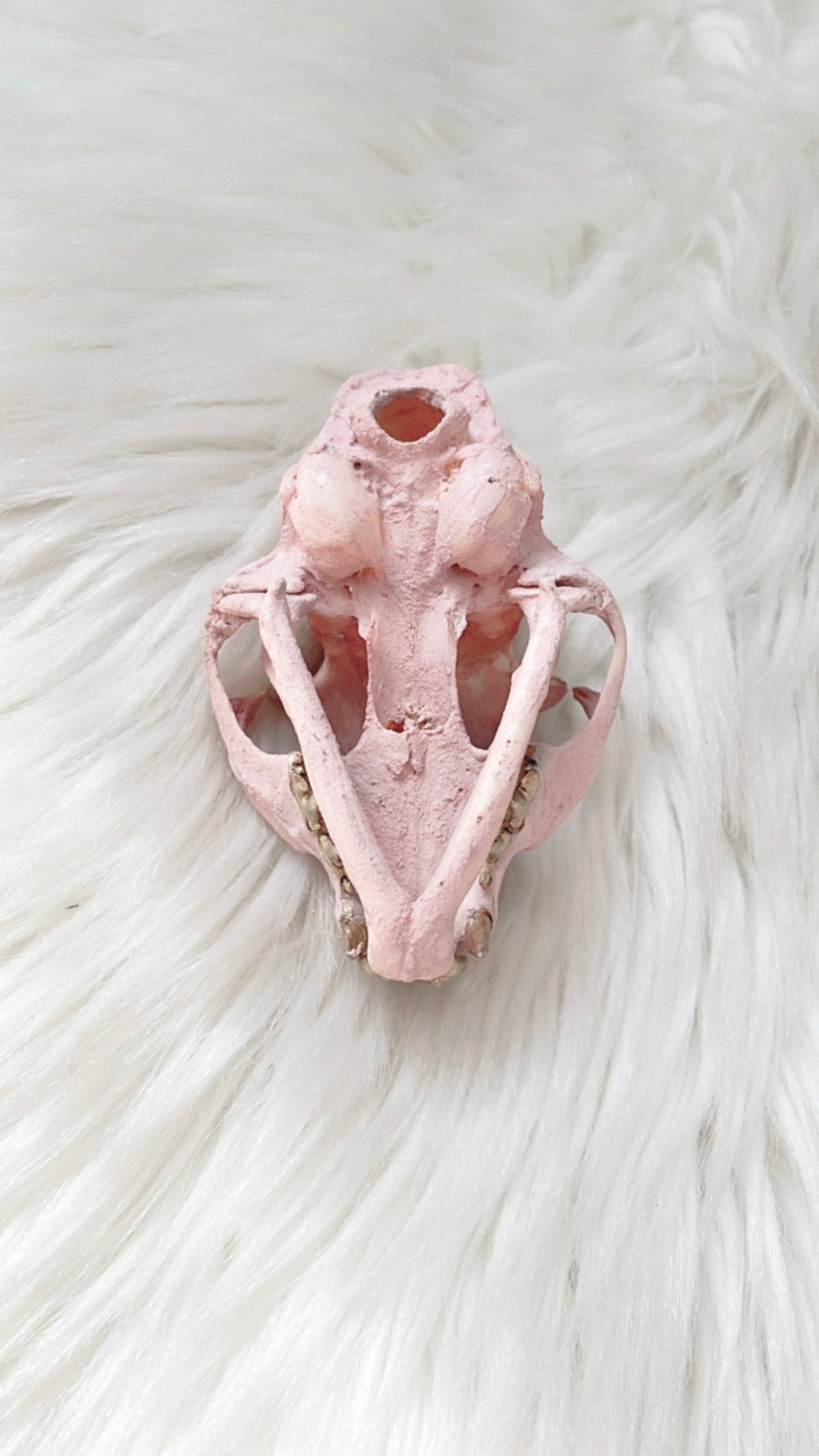 Aurelia Cat Skull