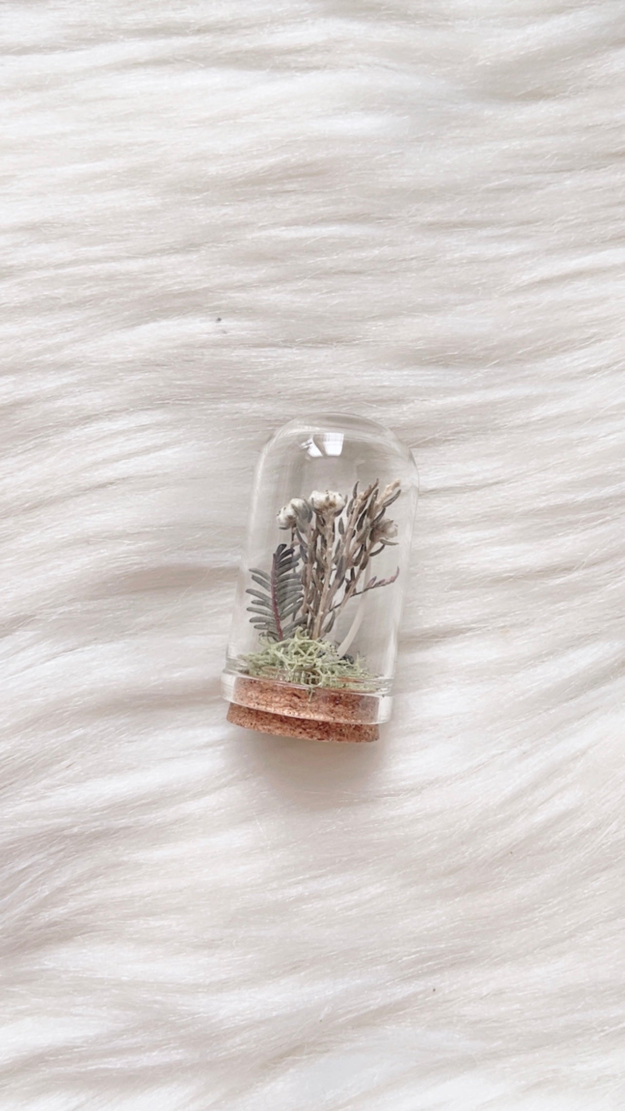 Aurora Terrarium