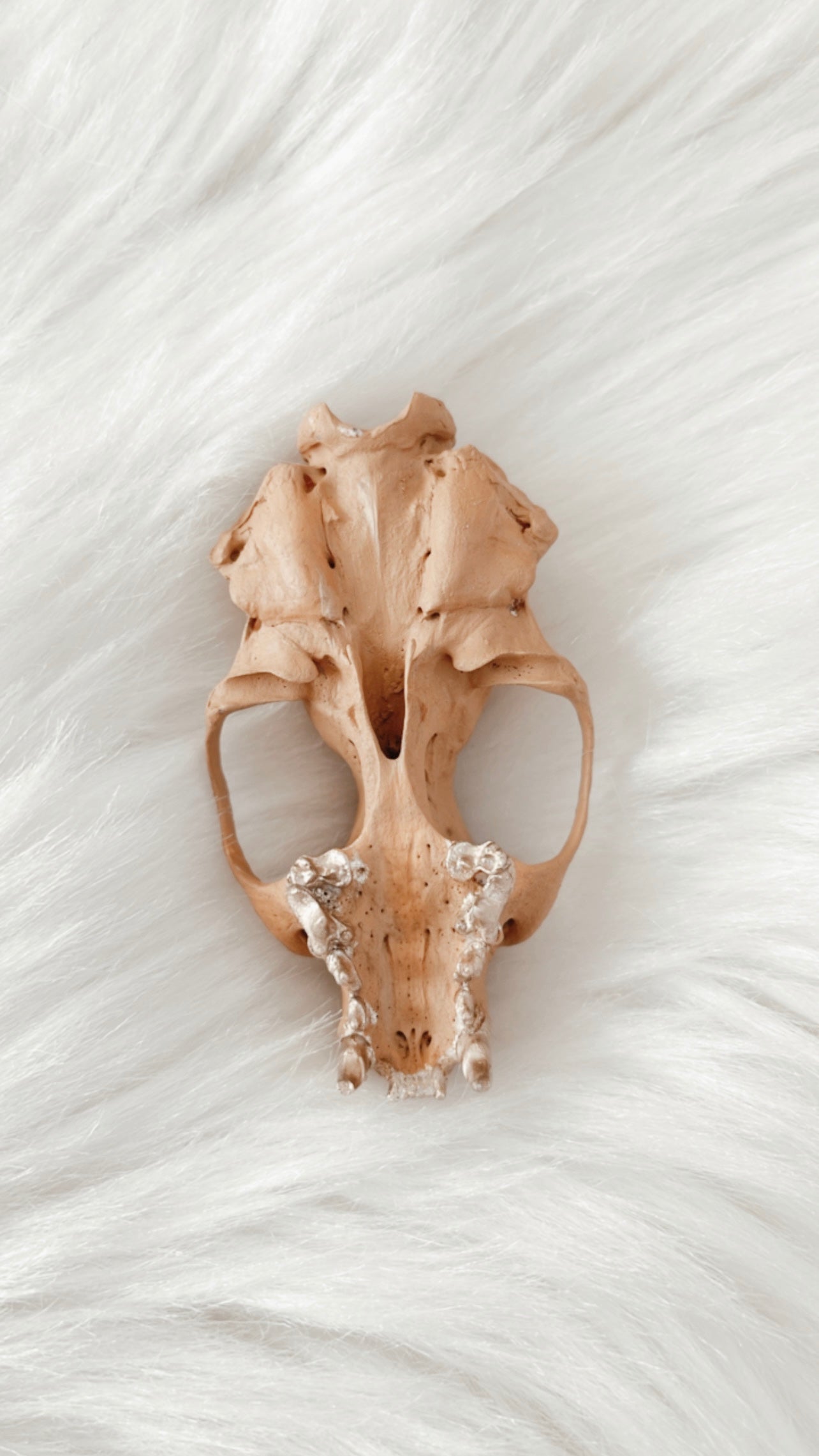 Aviva Mink Skull