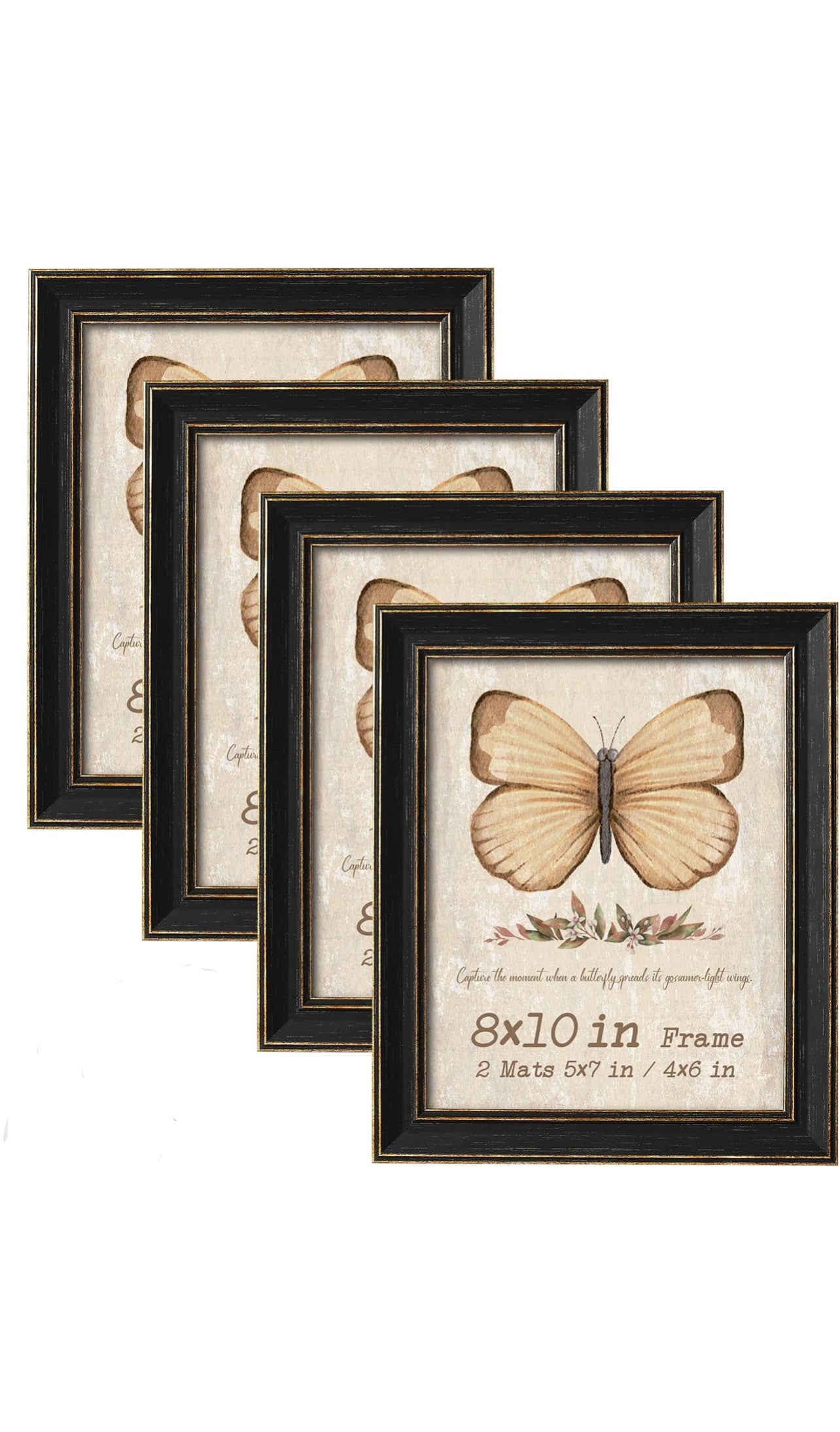 ❋ August 31, 2025 ❋ 11:30a - Coyote Skull Oddities Frame