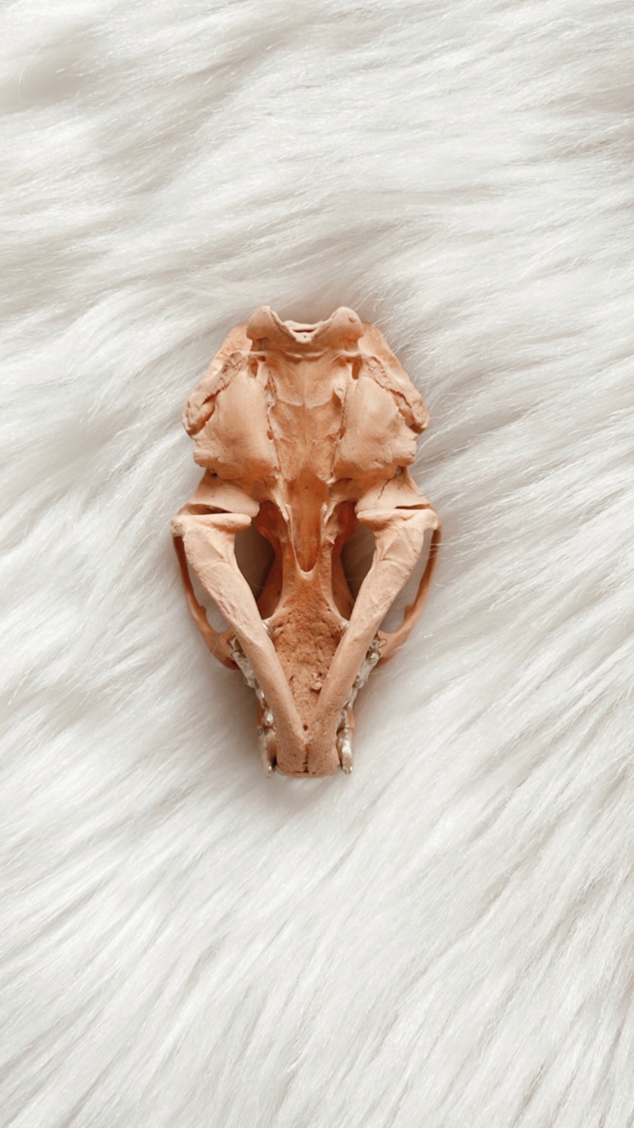 Bodhi Mink Skull