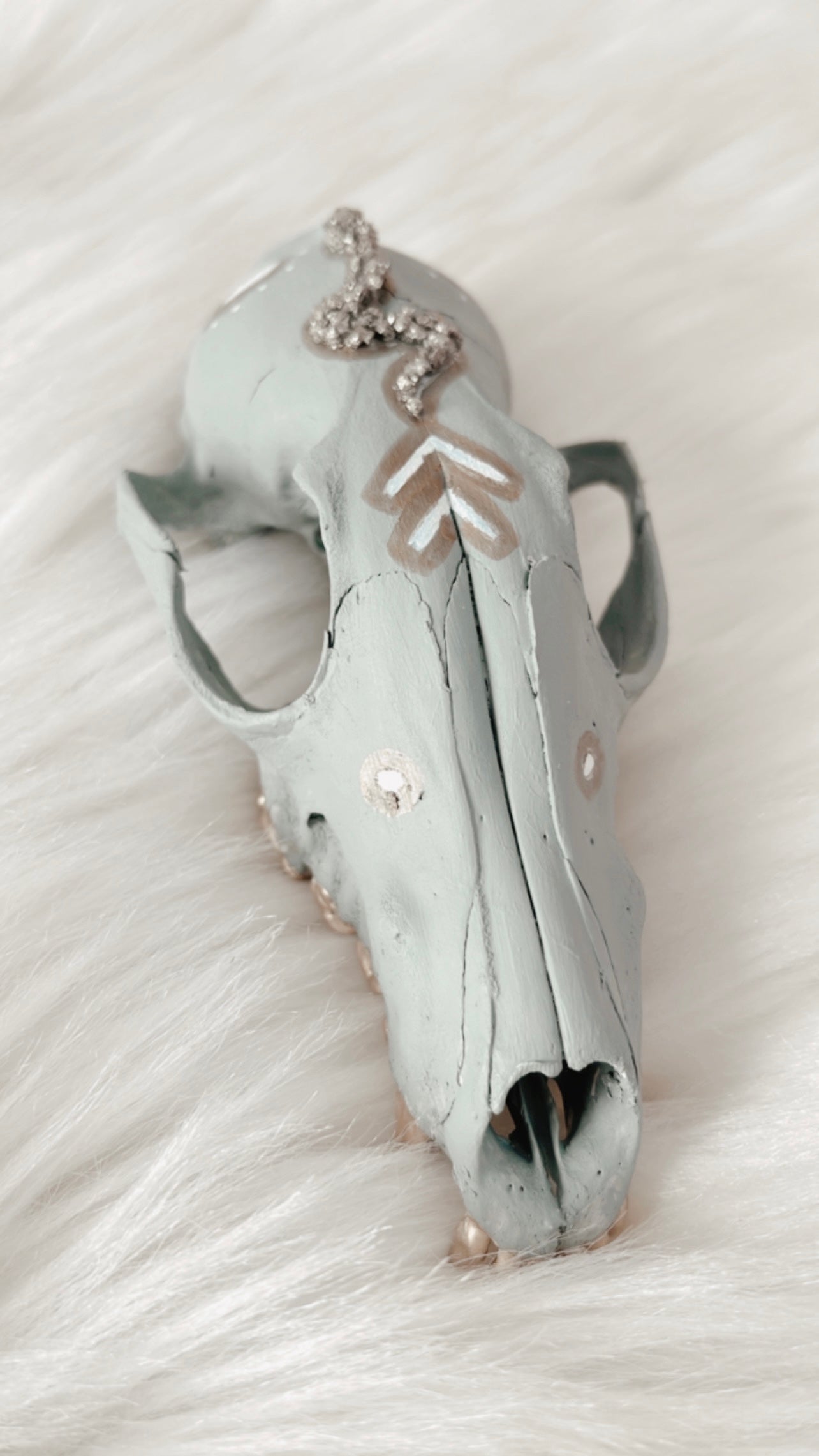 Bodhi Fox Skull