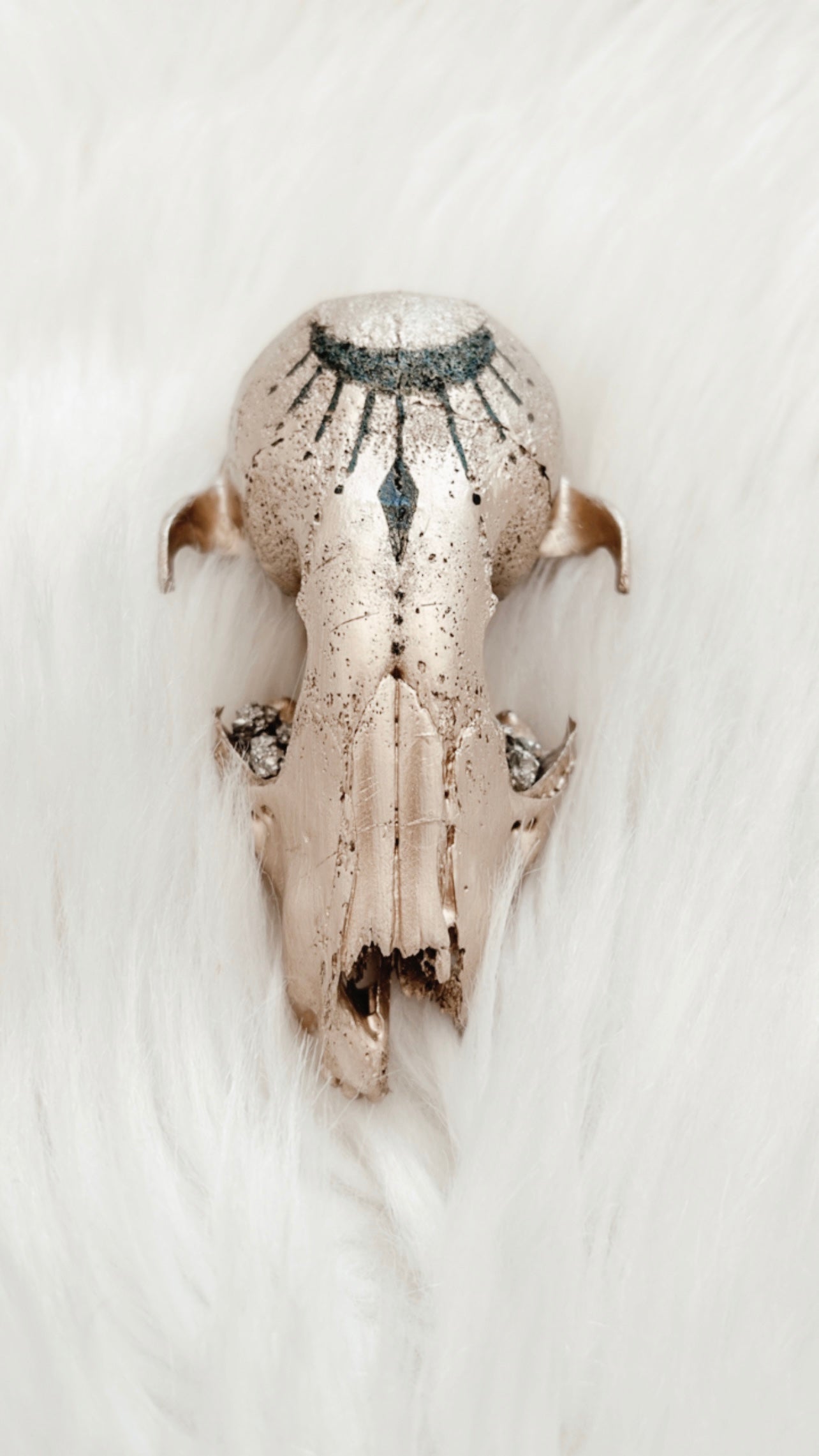 Caius Raccoon Skull