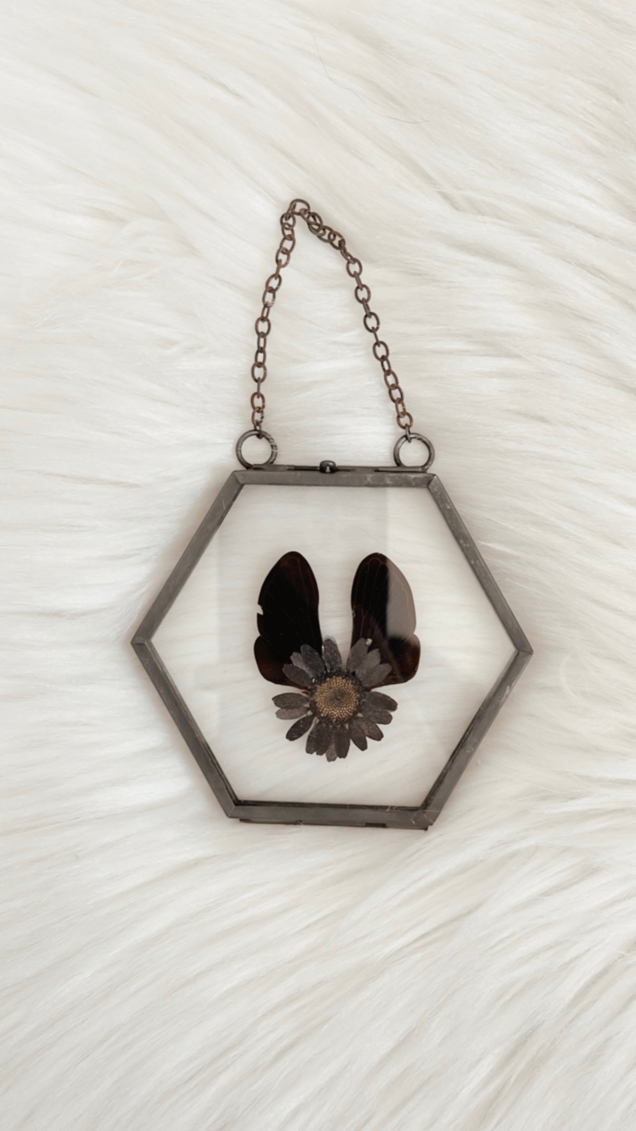 Callie Cicada Floral Frame