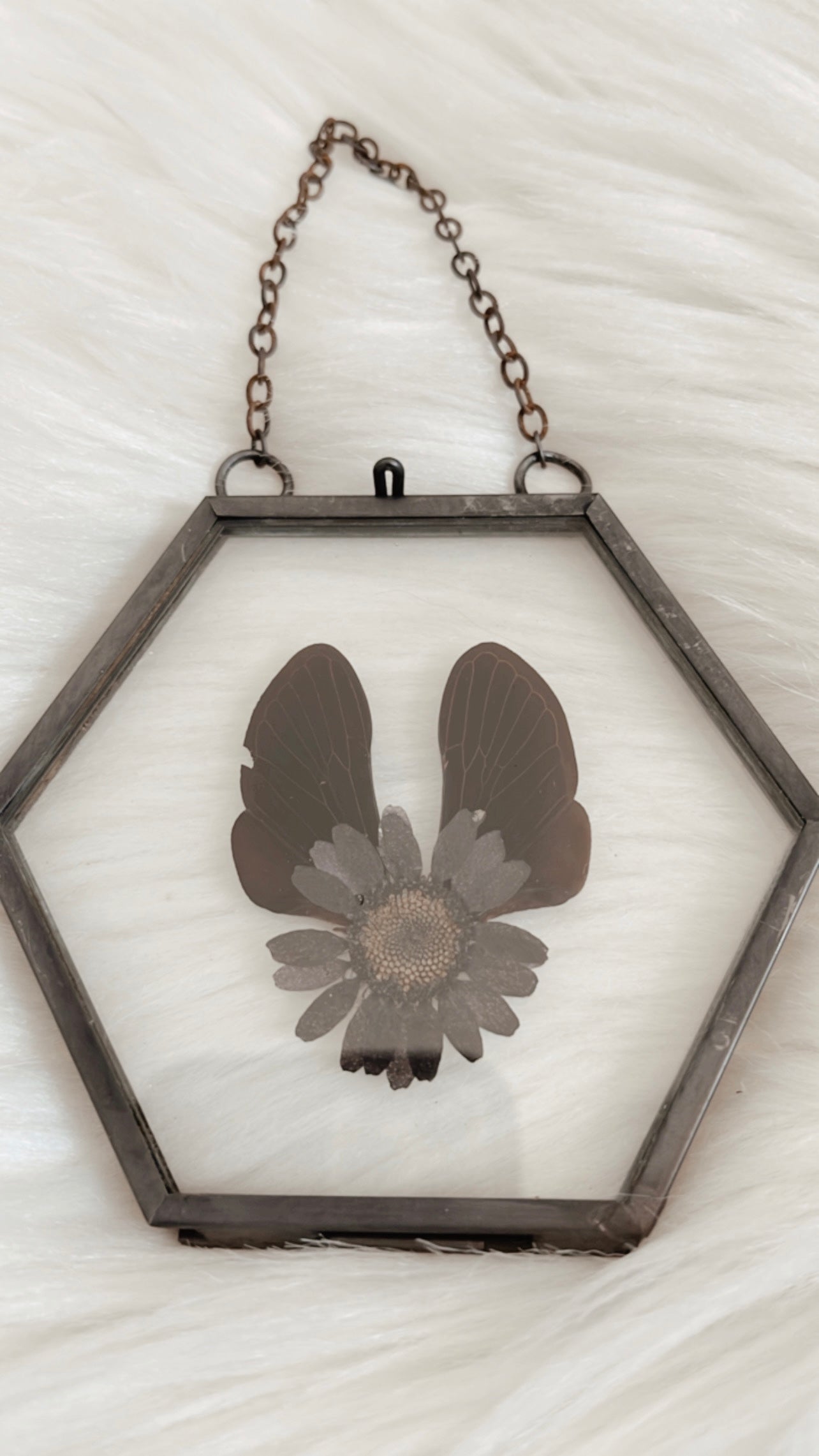 Callie Cicada Floral Frame