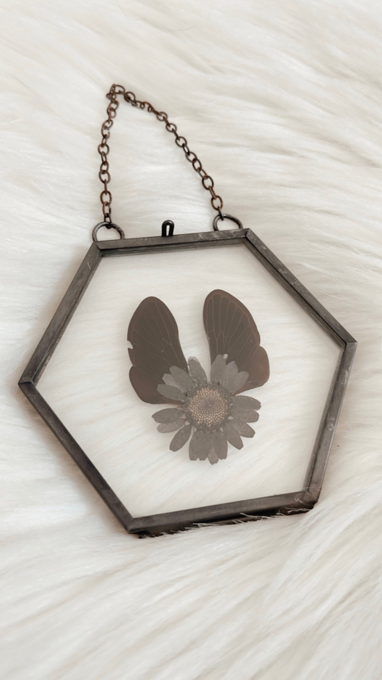 Callie Cicada Floral Frame