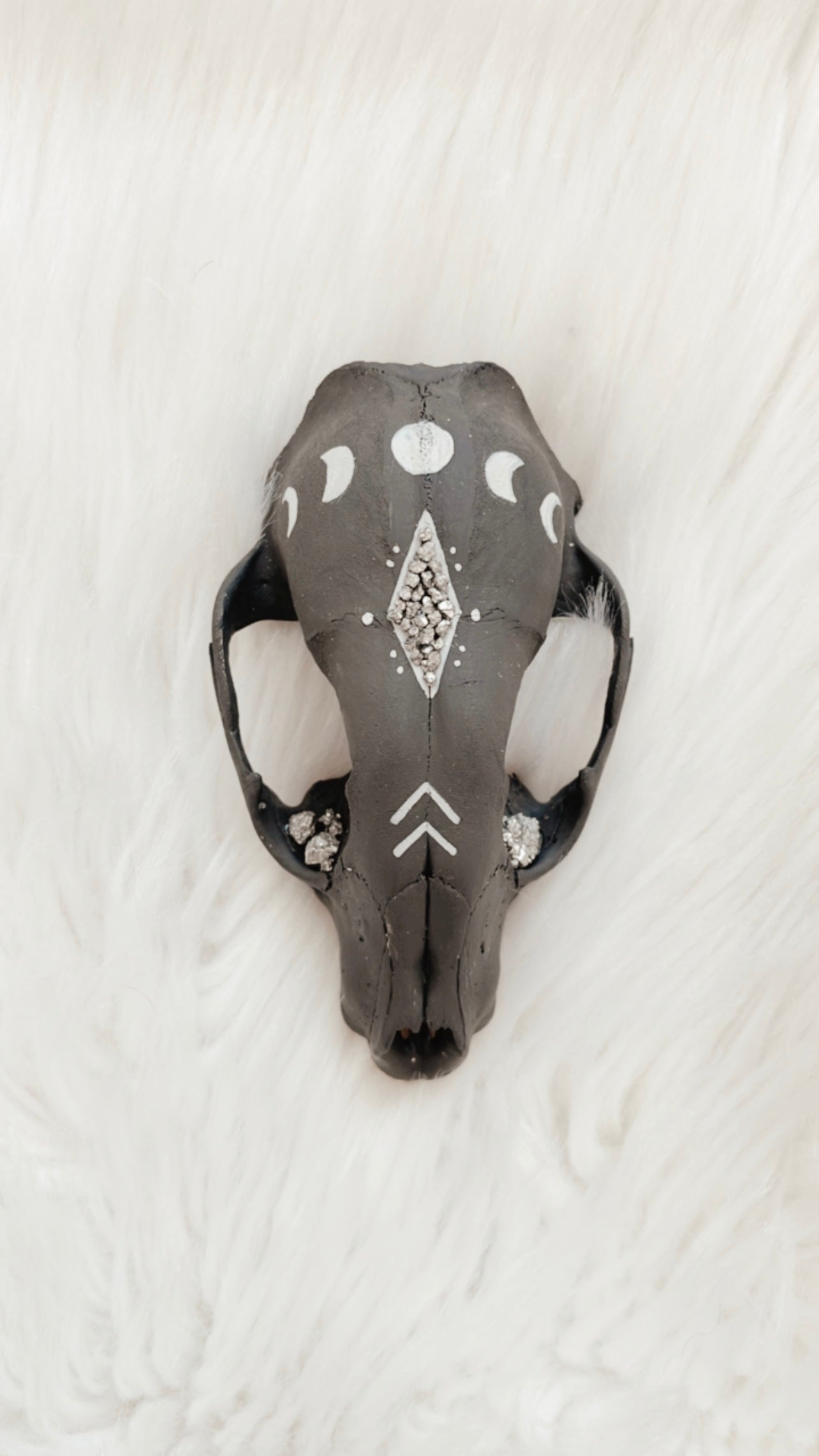 Carlisle Raccoon Skull
