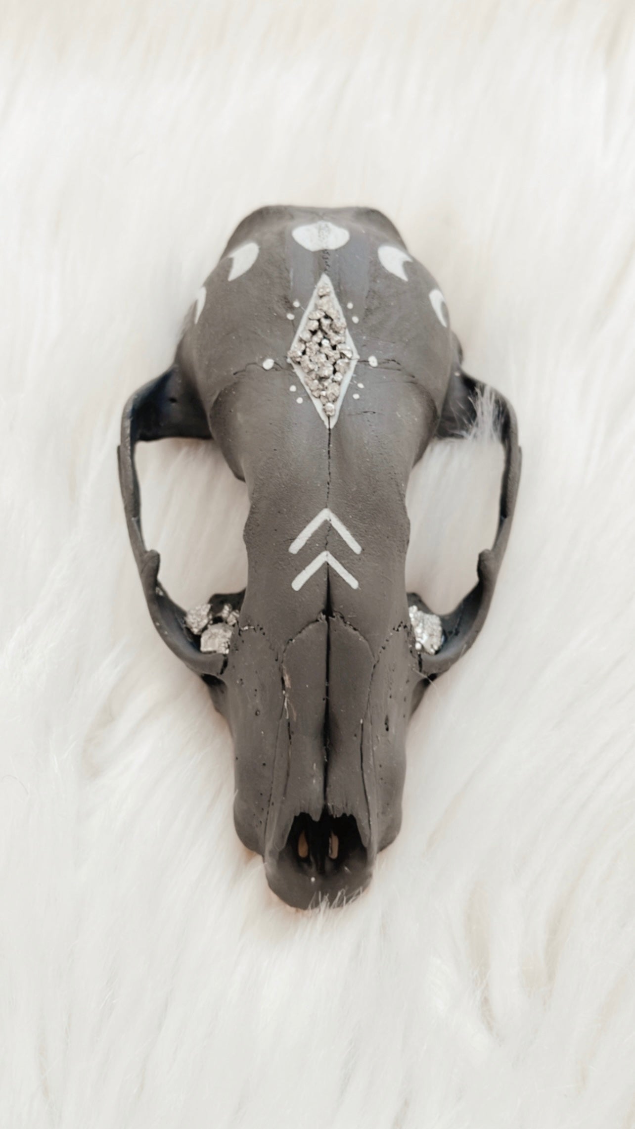 Carlisle Raccoon Skull