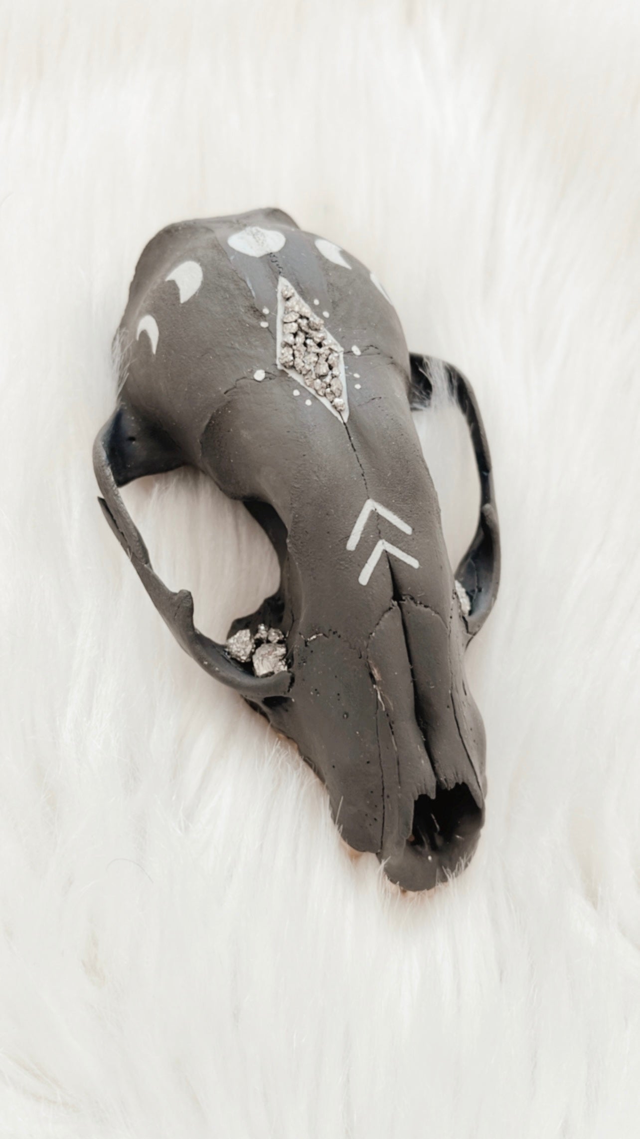 Carlisle Raccoon Skull