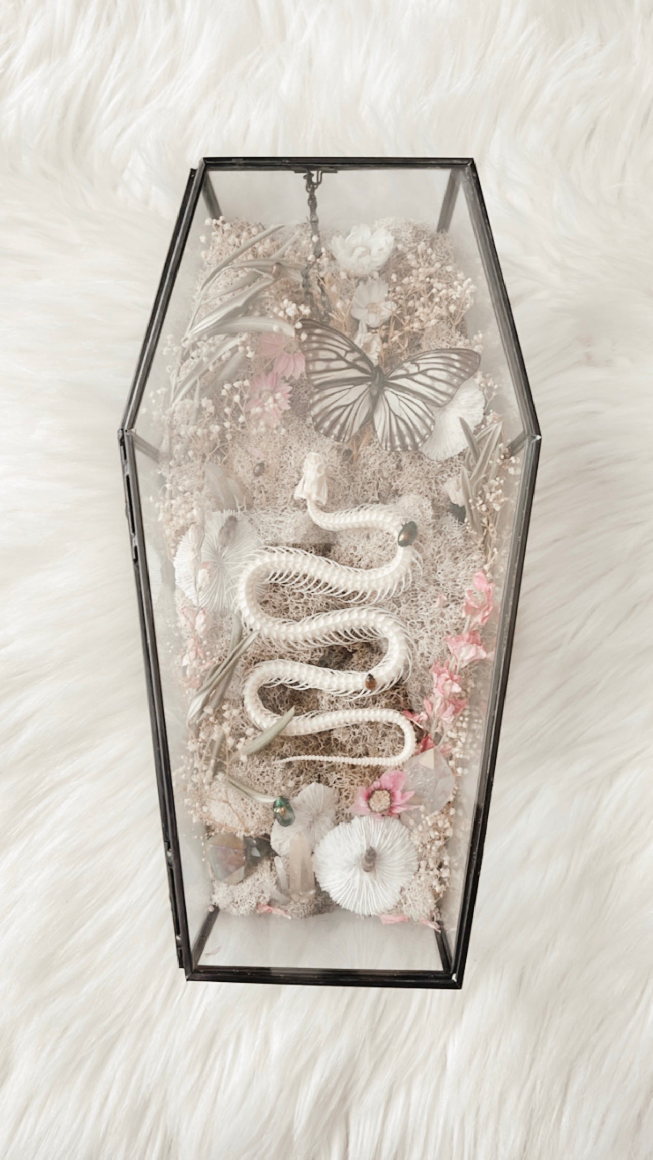 ❋ September 20, 2025 ❋ 11:30a - Snake Skelly Oddities Coffin