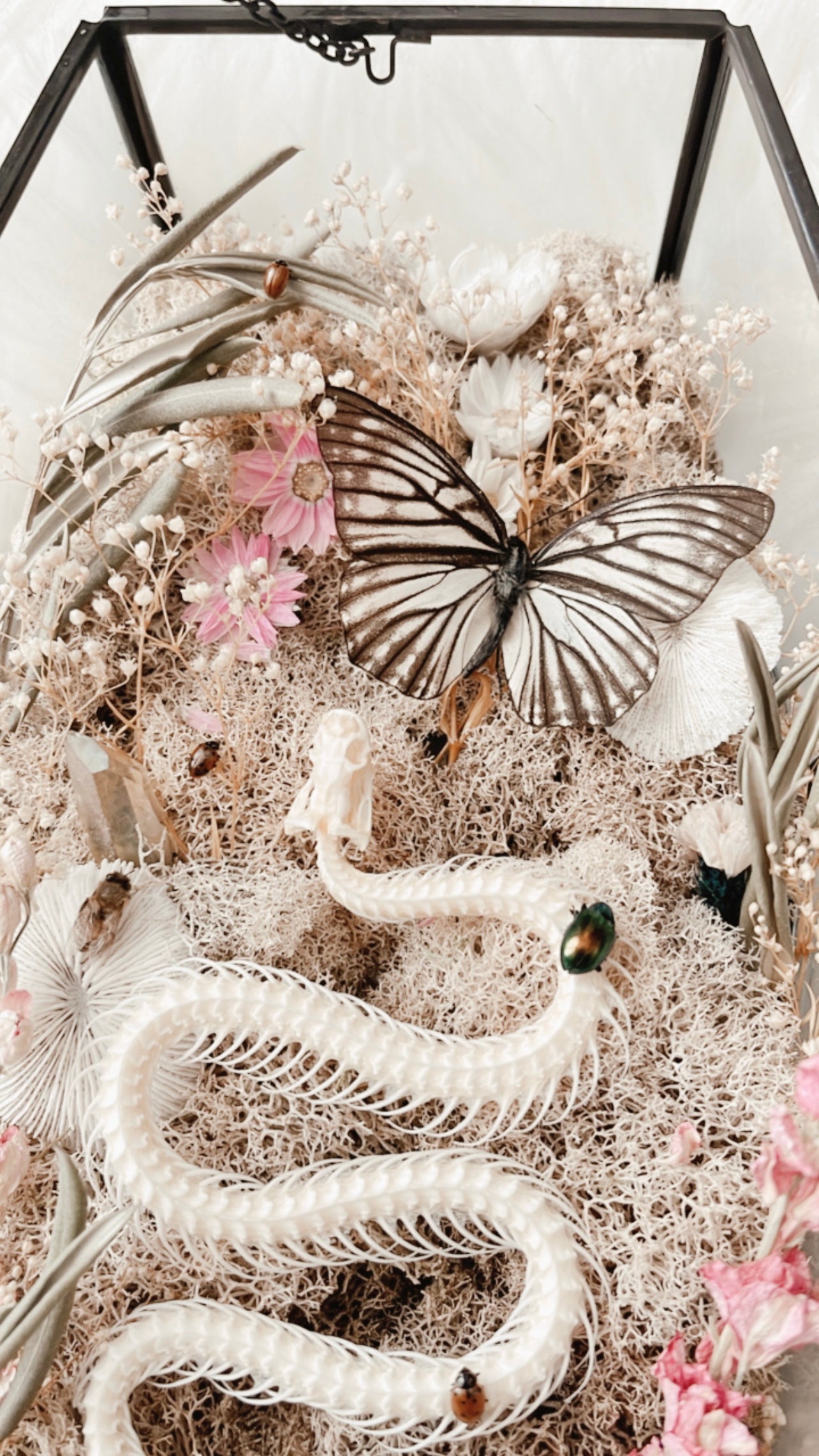 ❋ September 20, 2025 ❋ 11:30a - Snake Skelly Oddities Coffin