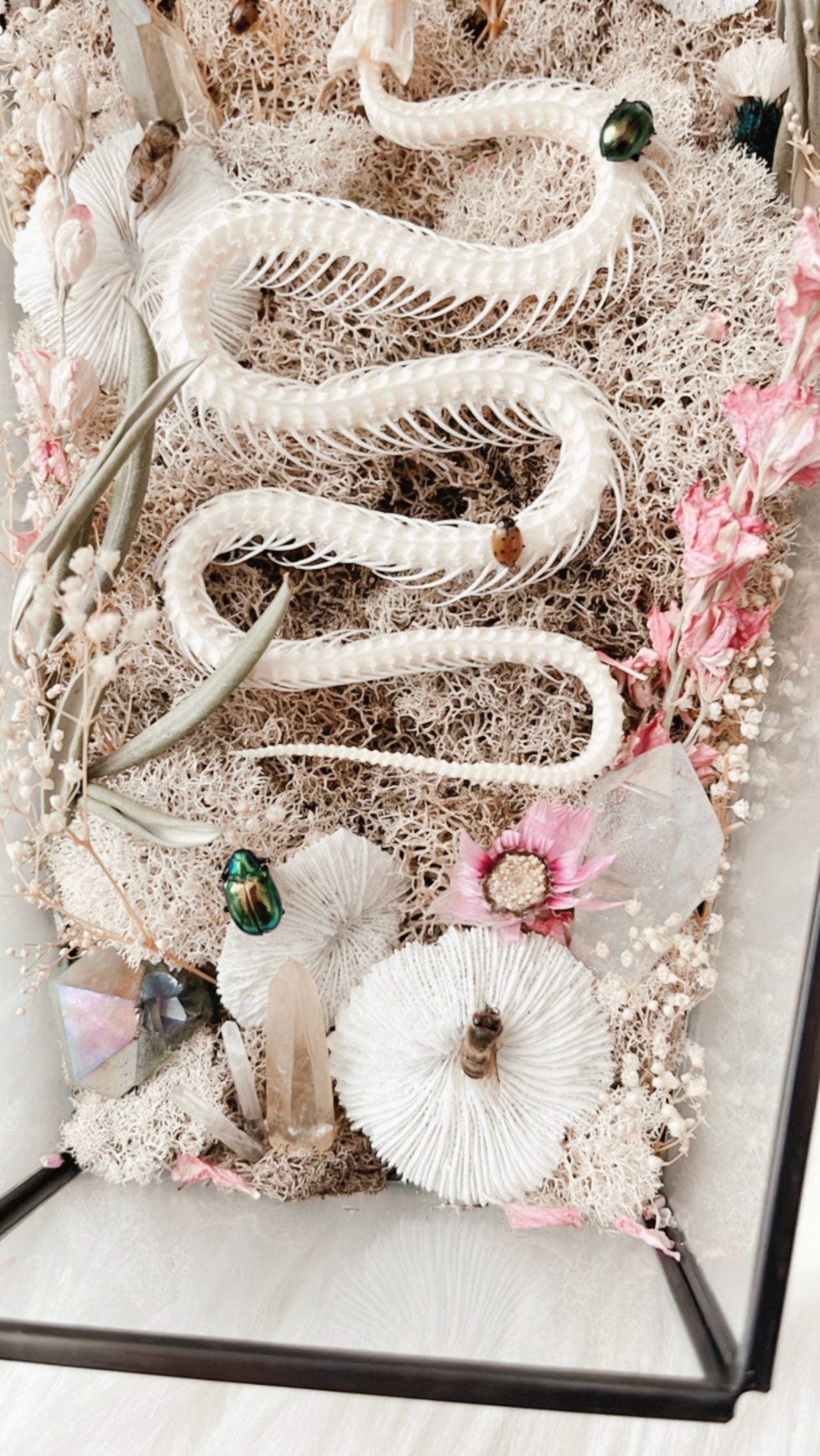❋ September 20, 2025 ❋ 11:30a - Snake Skelly Oddities Coffin