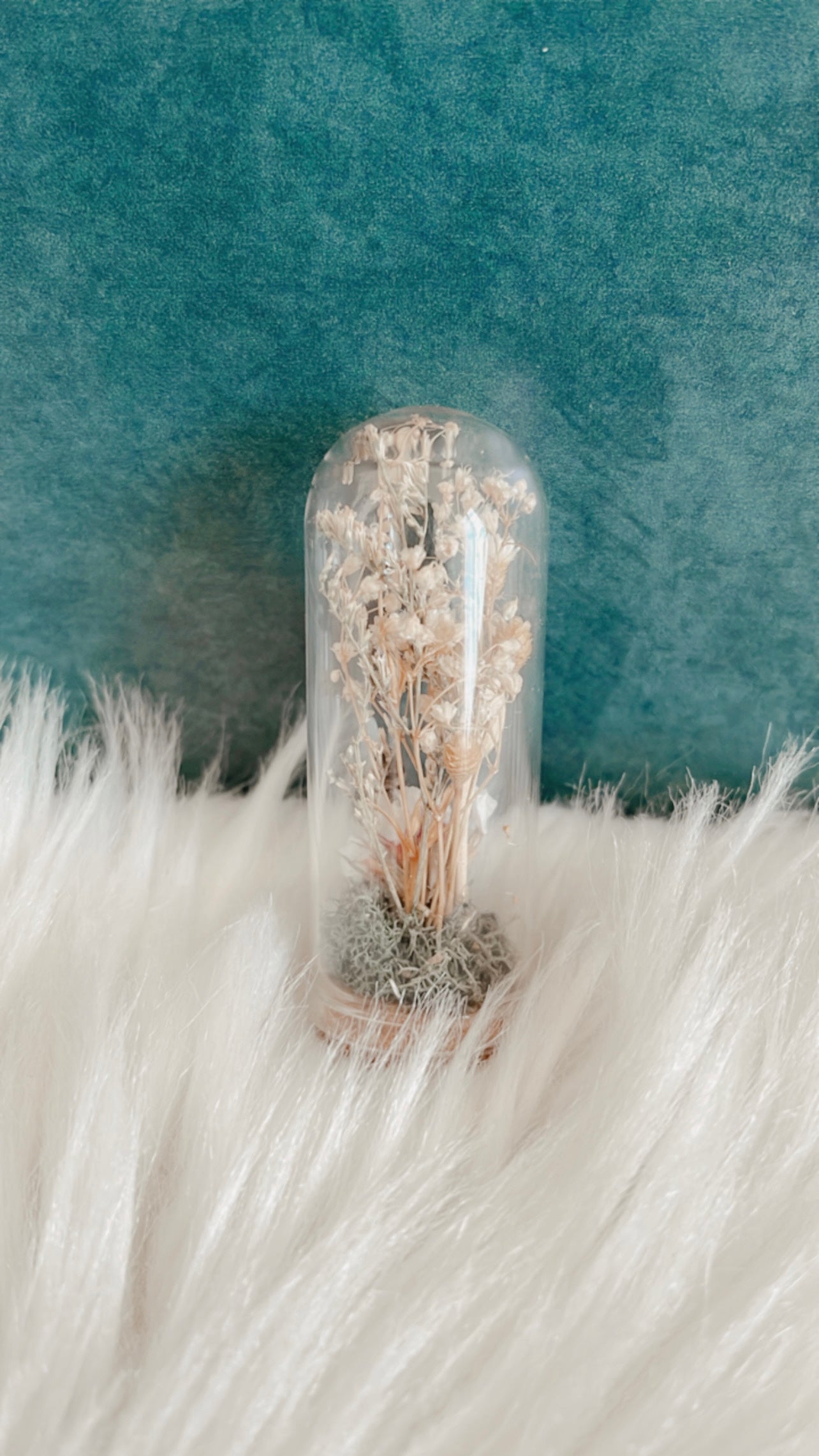 Clarisse Terrarium