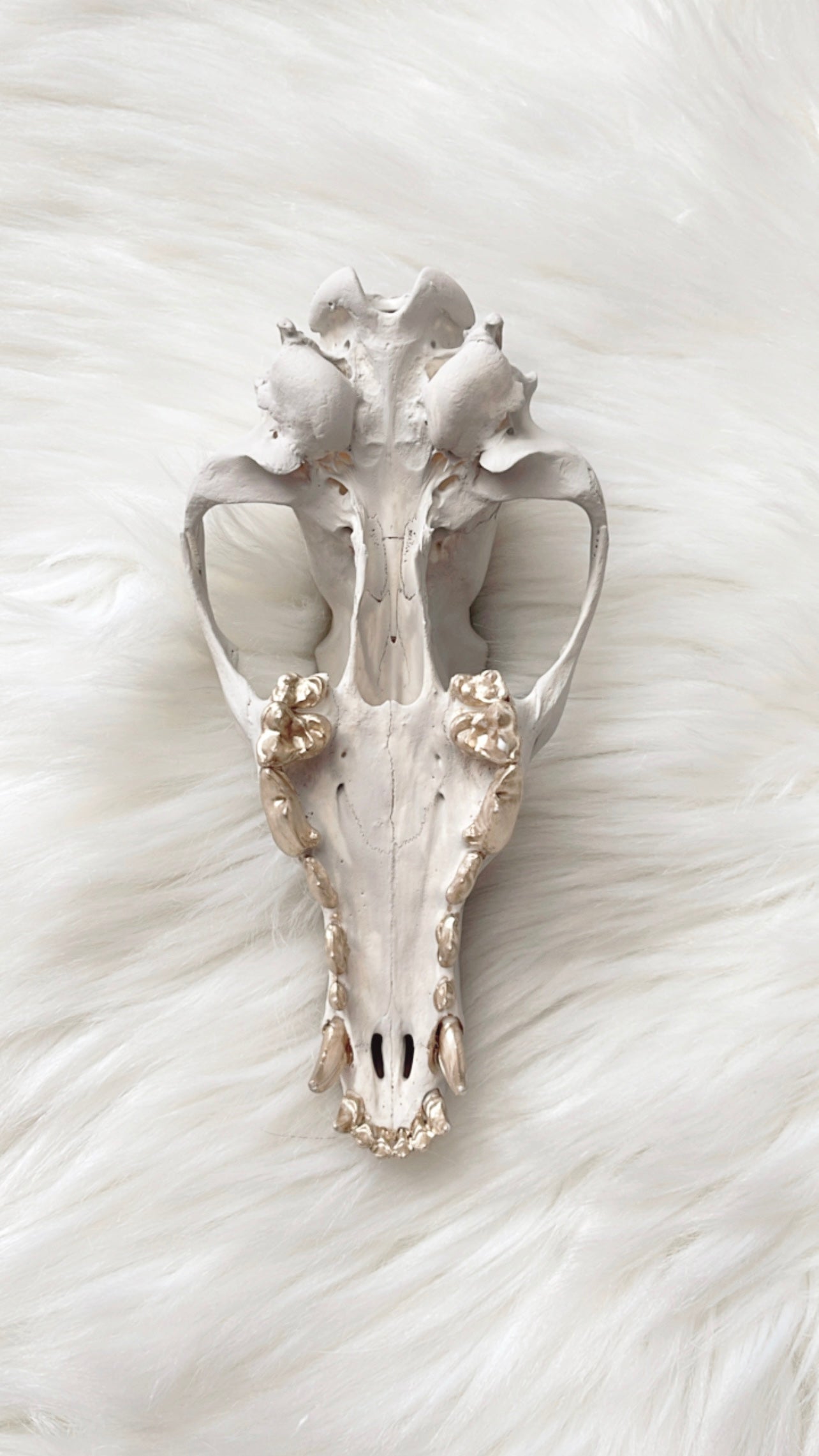 Cora Coyote Skull