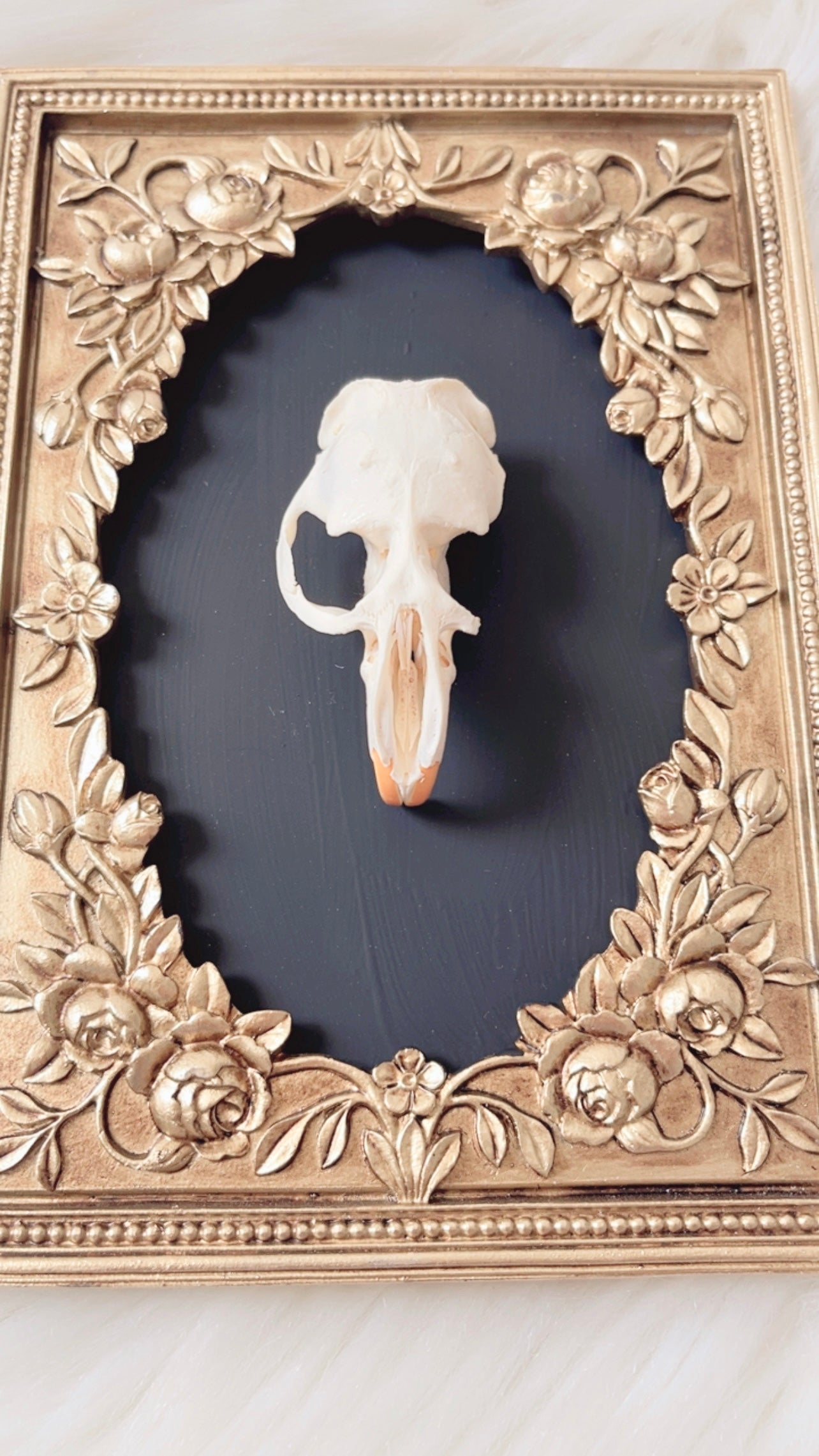 Cordelia Oddities Frame <Muskrat Skull>