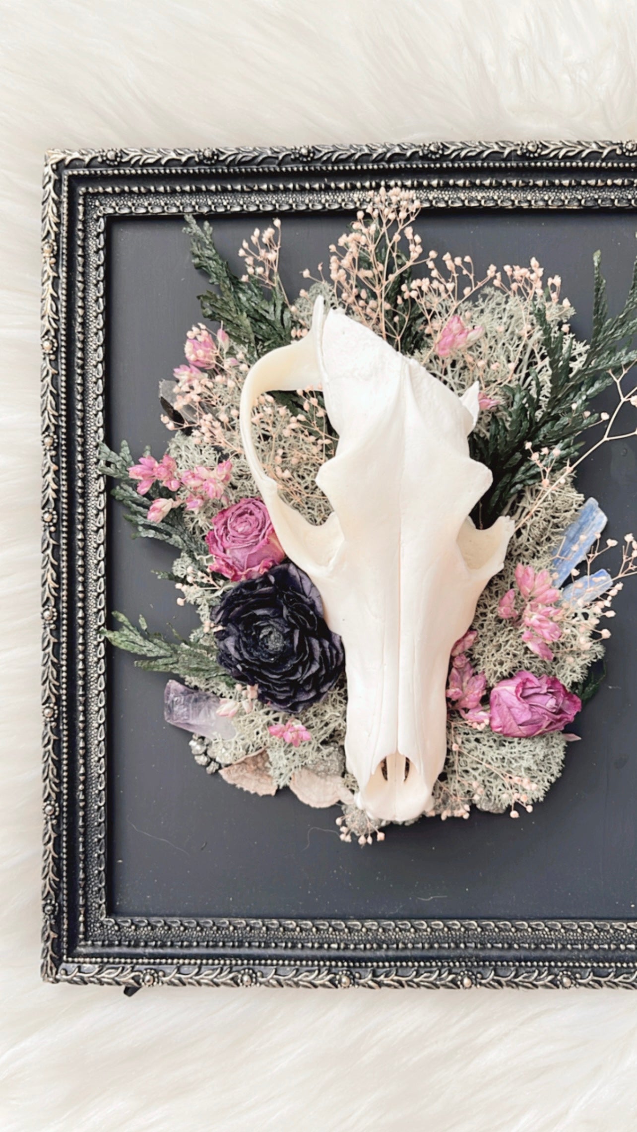 ❋ October 26 in ARVADA ❋ 1:30p - Coyote Skull Oddities Frame Workshop