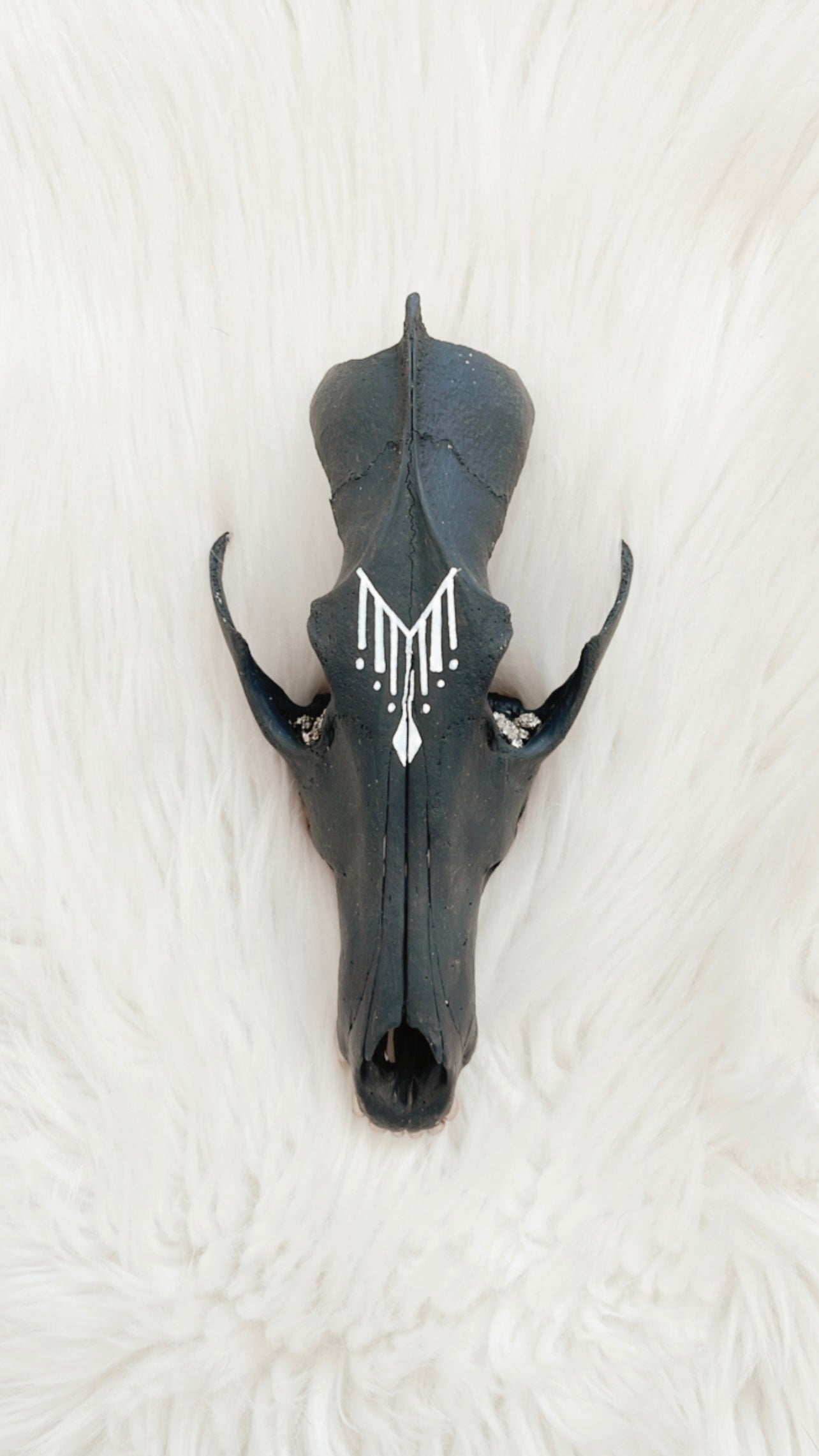 Cullen Coyote Skull