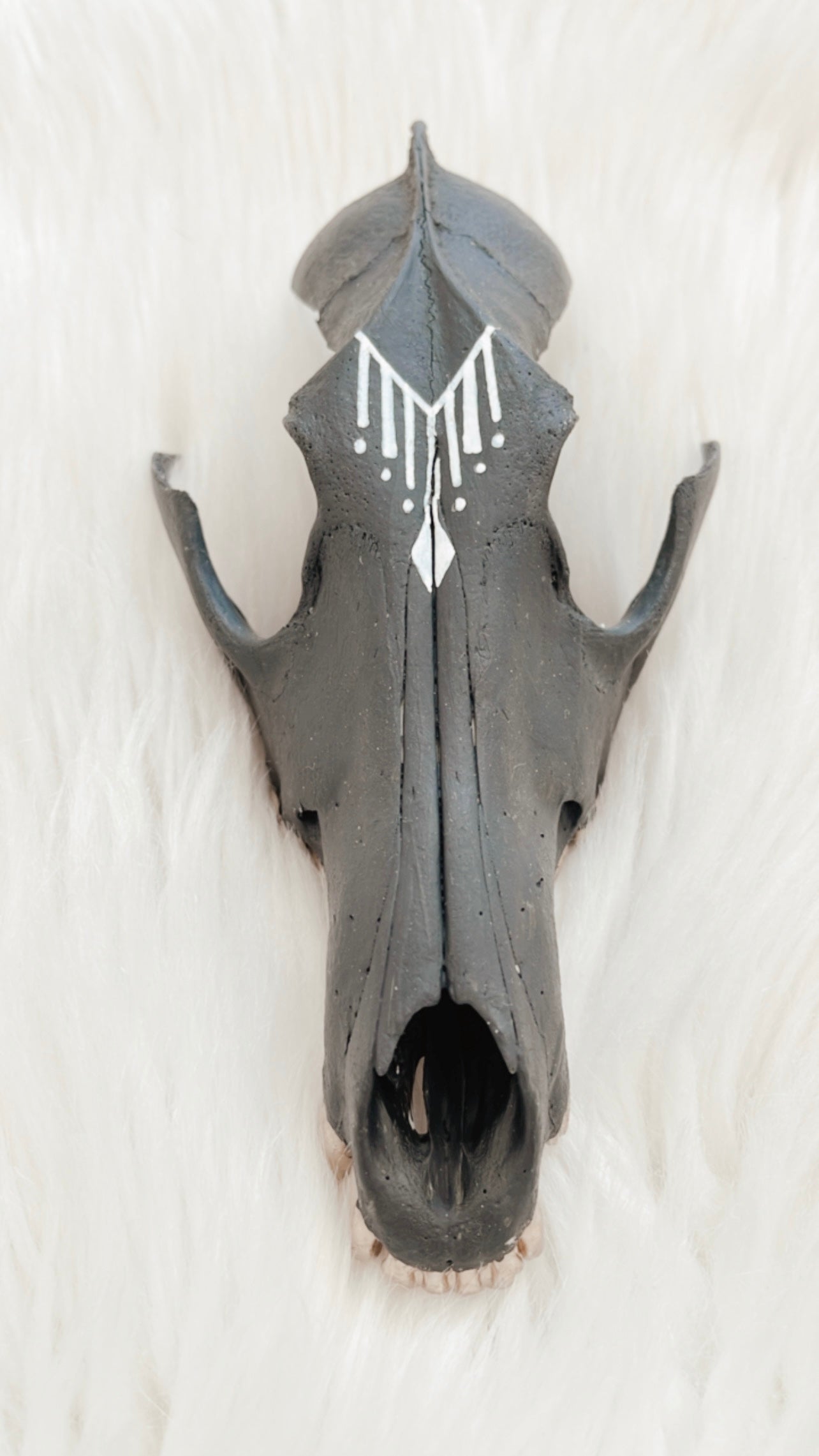 Cullen Coyote Skull