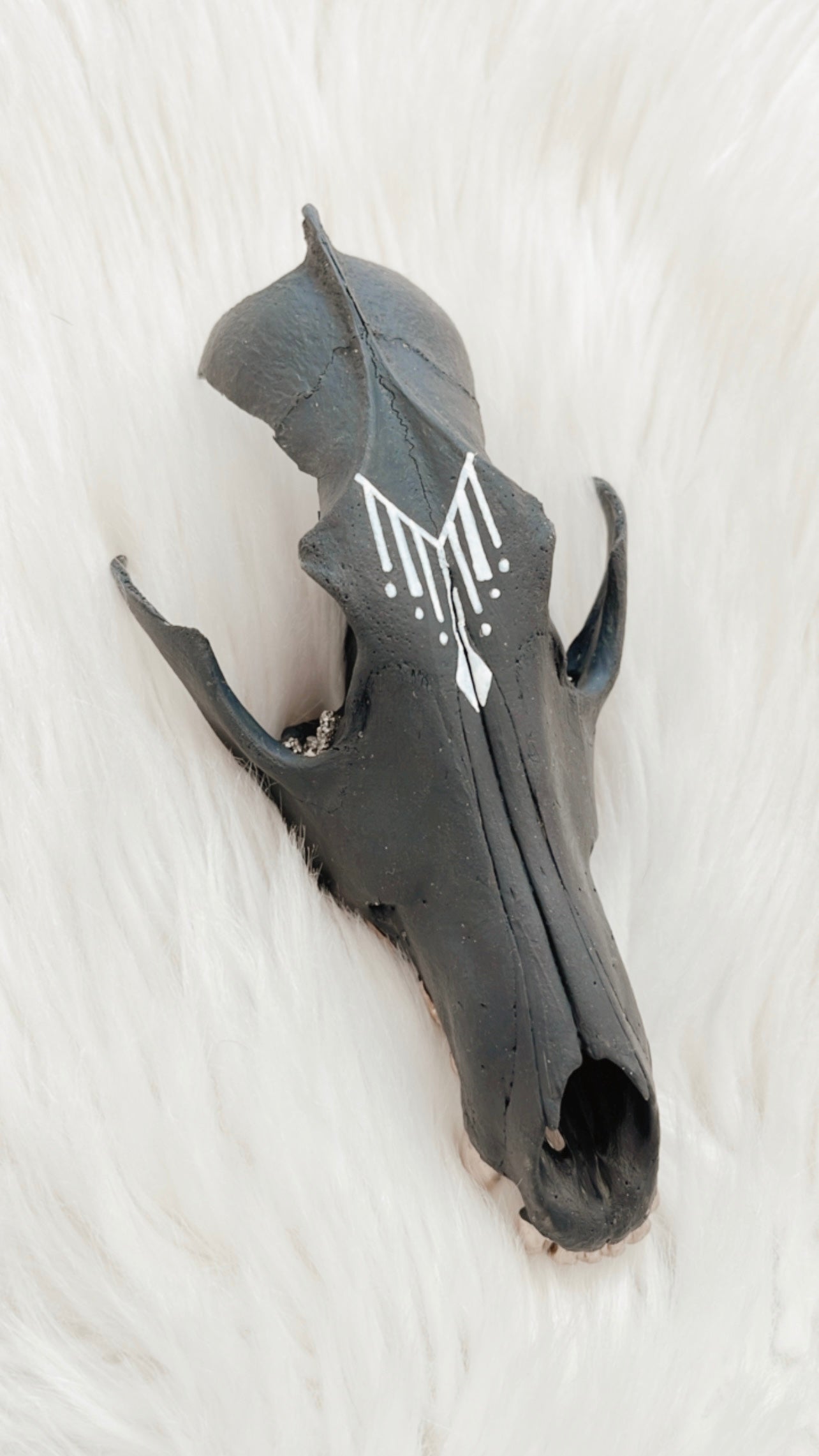Cullen Coyote Skull