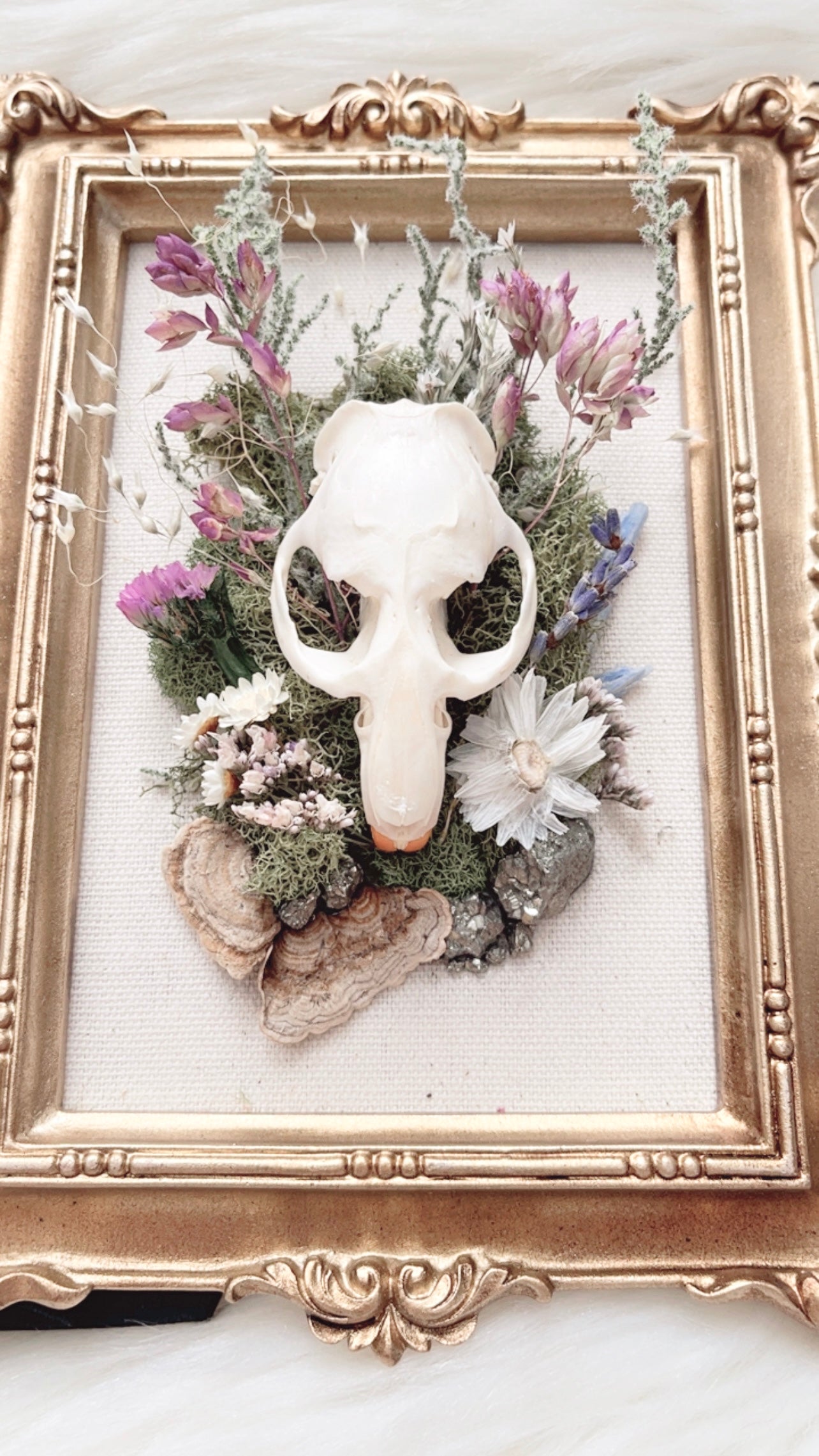 Darcy Oddities Frame <Muskrat Skull>