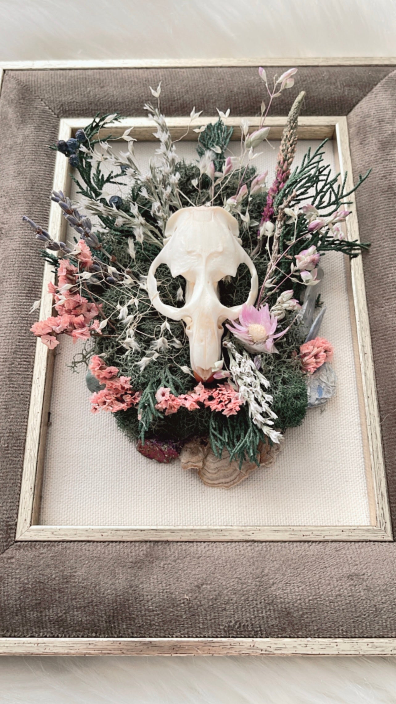 Delphine Oddities Frame <Muskrat Skull>