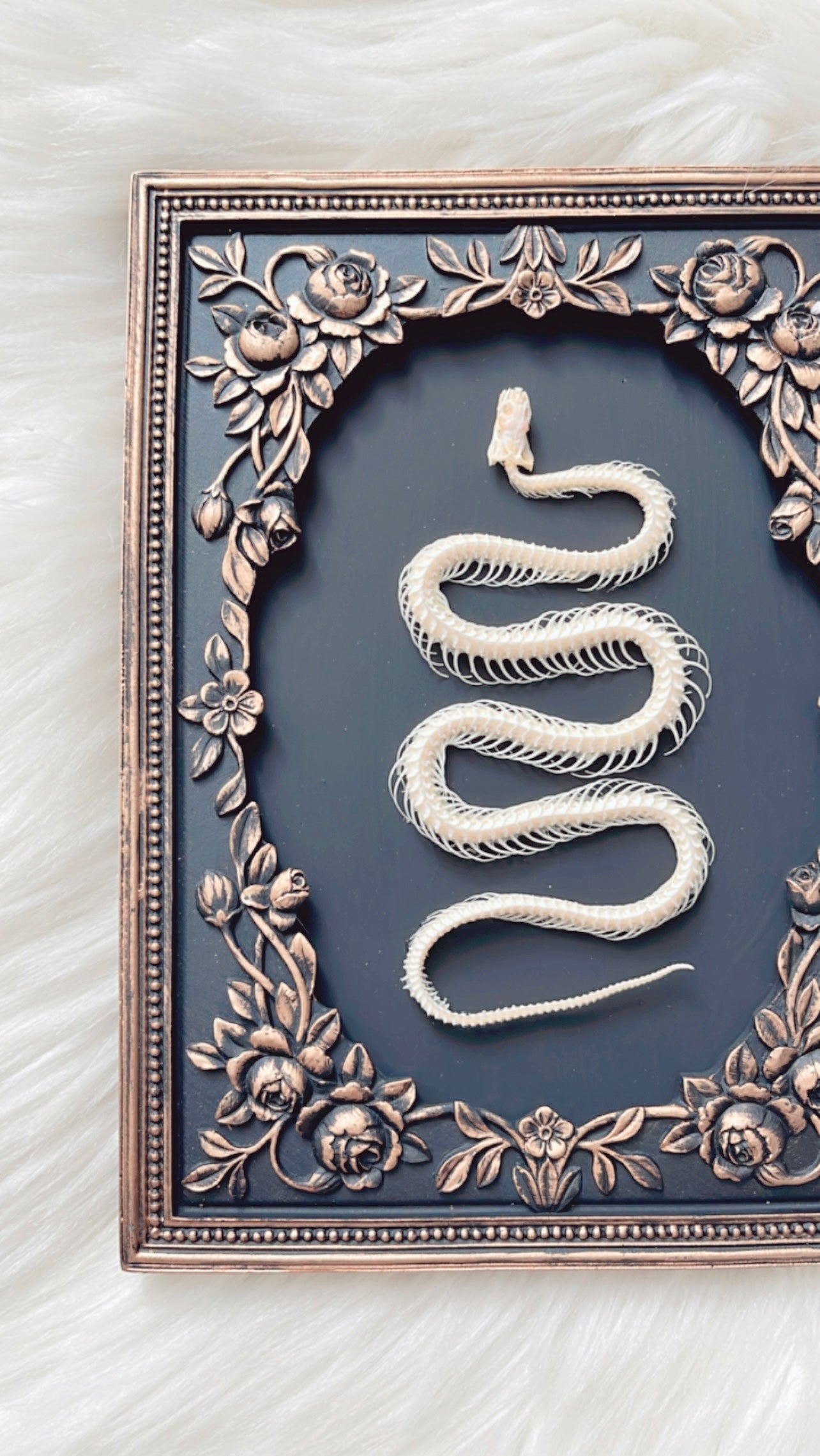 Eden Snake Skelly Frame