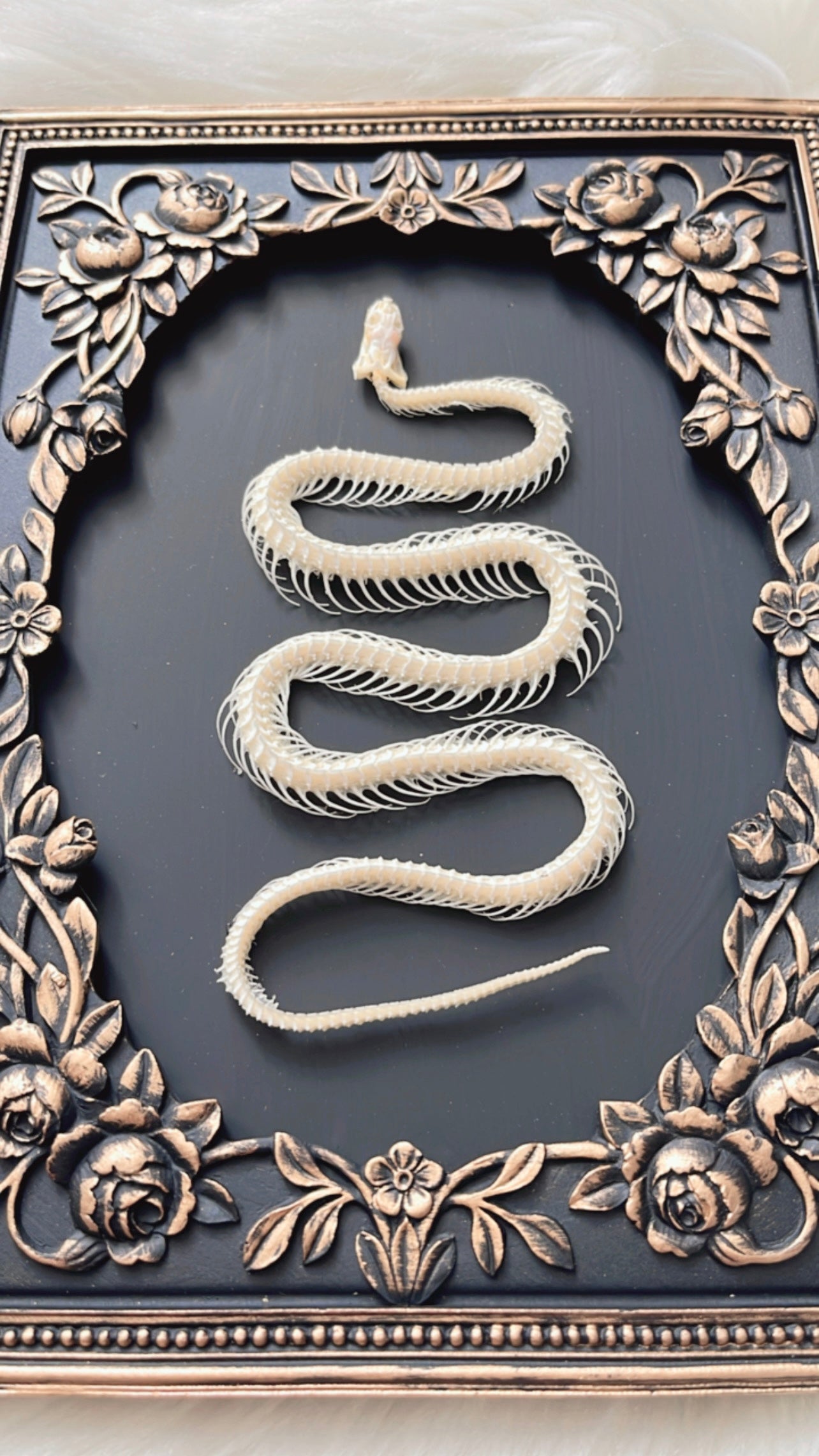 Eden Snake Skelly Frame