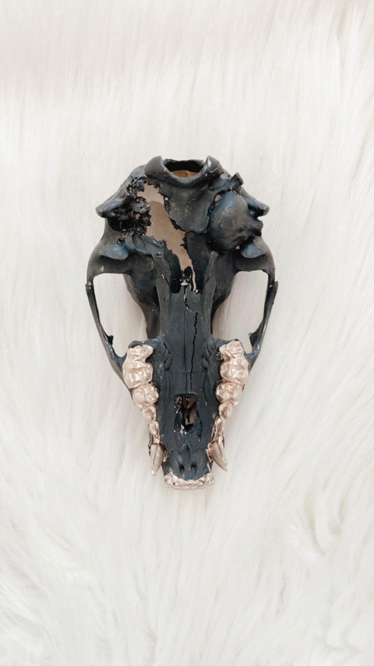 Emmett Raccoon Skull