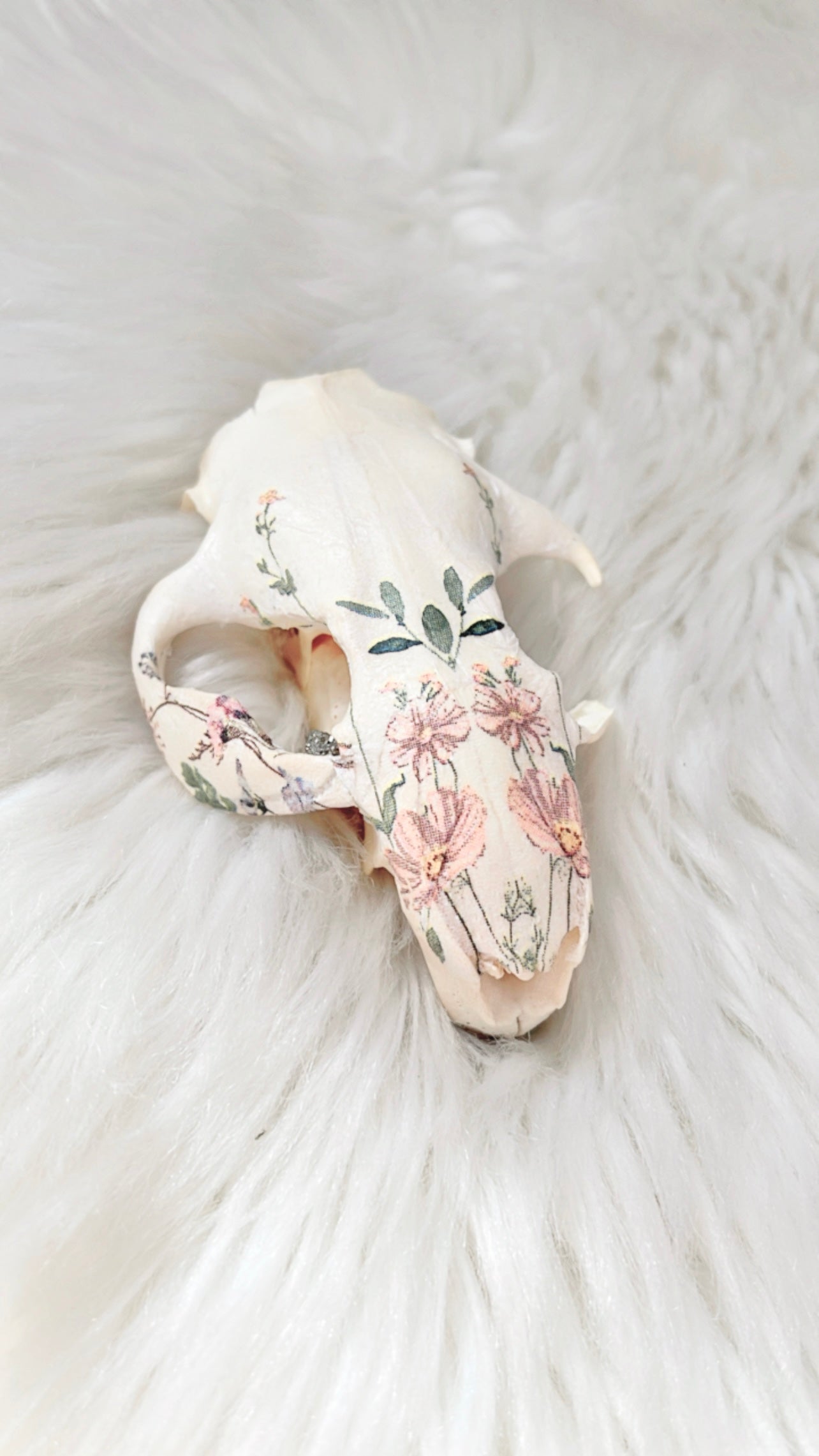 Esme Beaver Skull