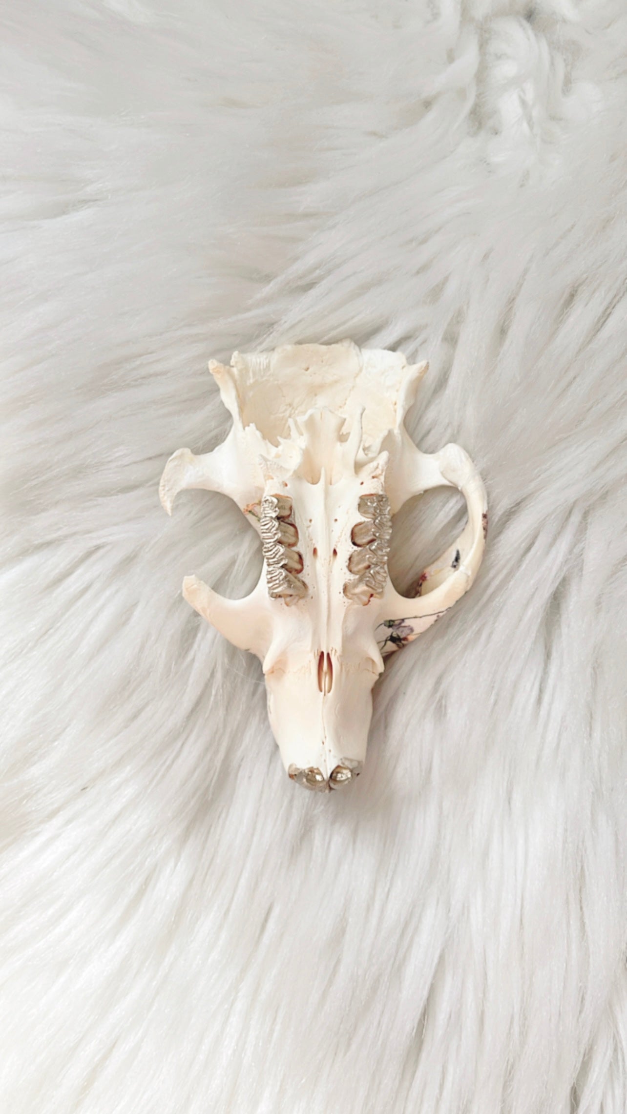 Esme Beaver Skull