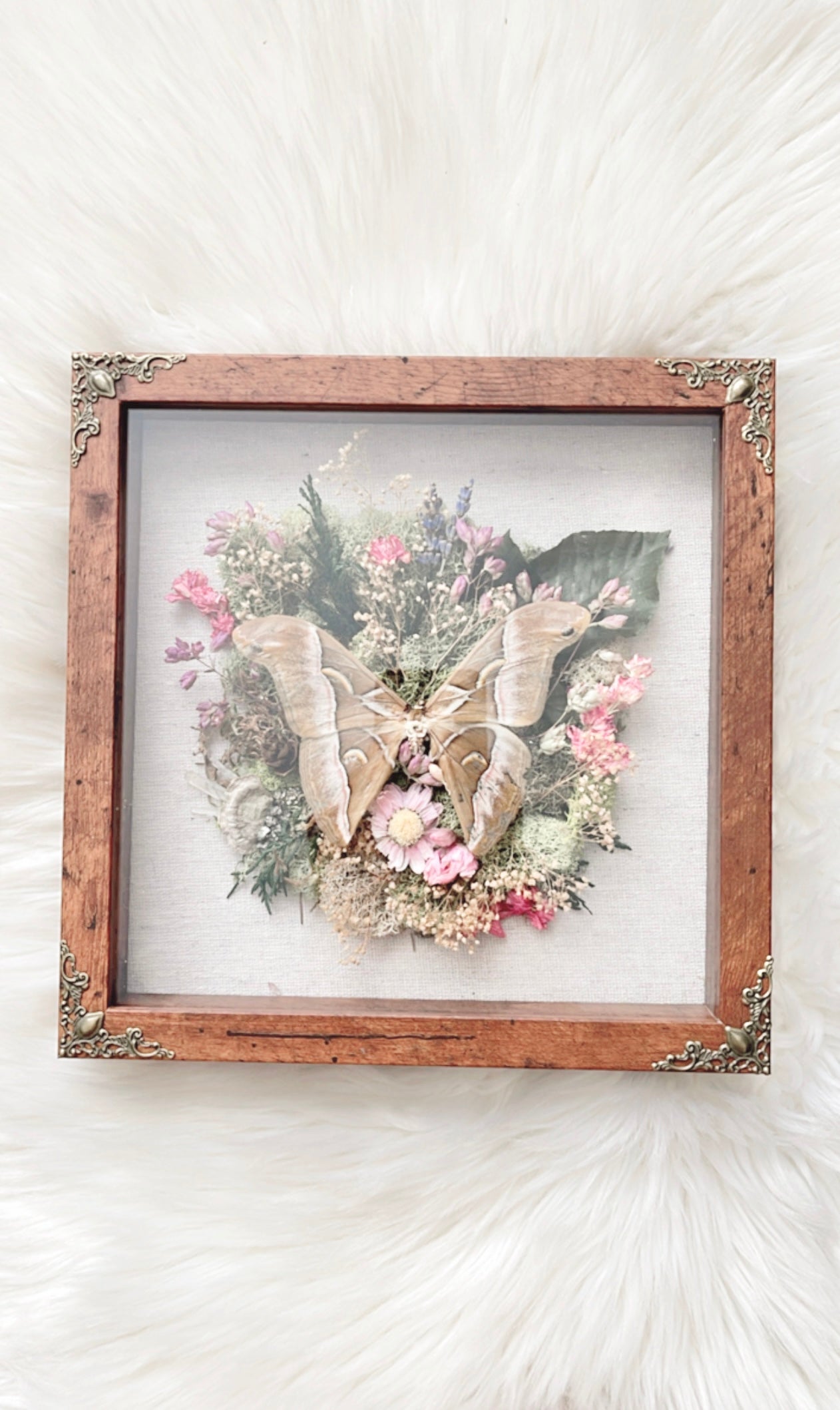 Evelyn Moth Shadowbox