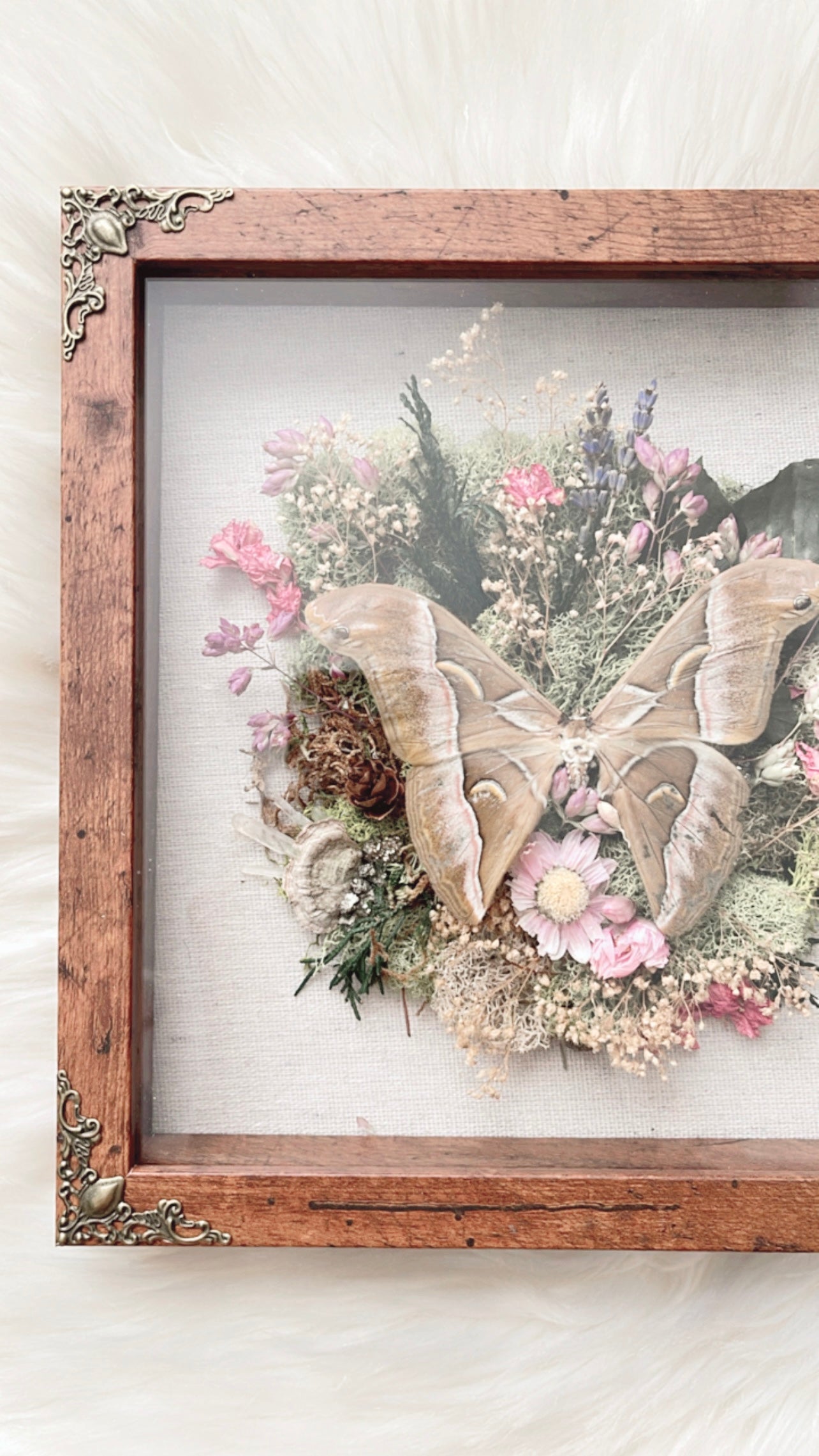 Evelyn Moth Shadowbox
