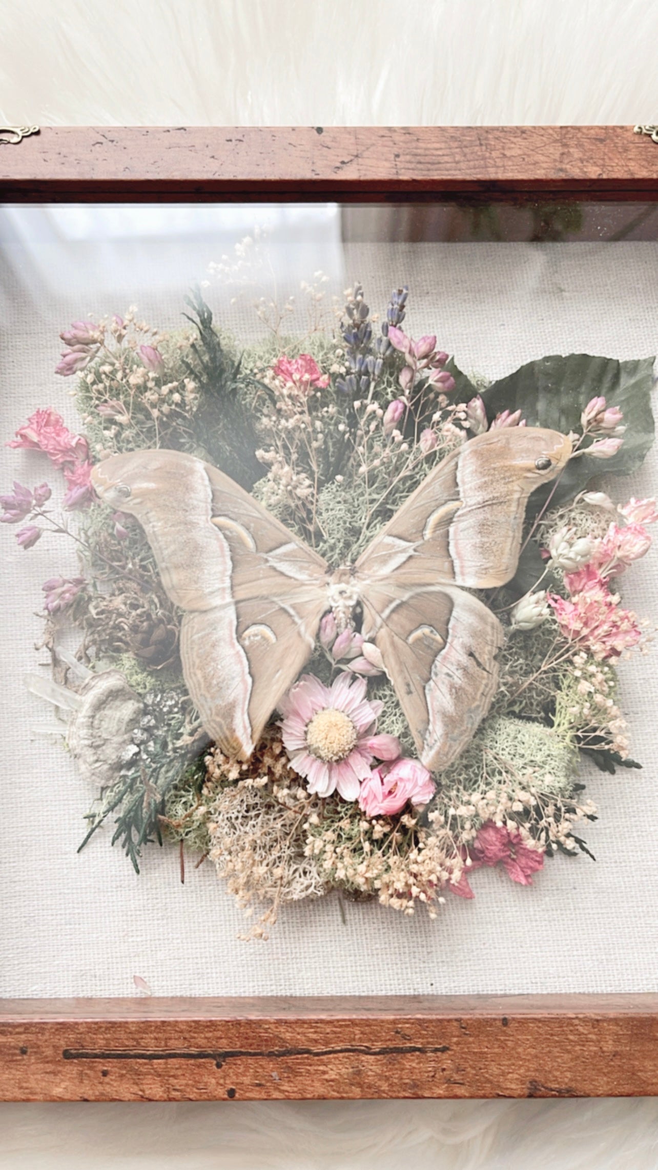 Evelyn Moth Shadowbox