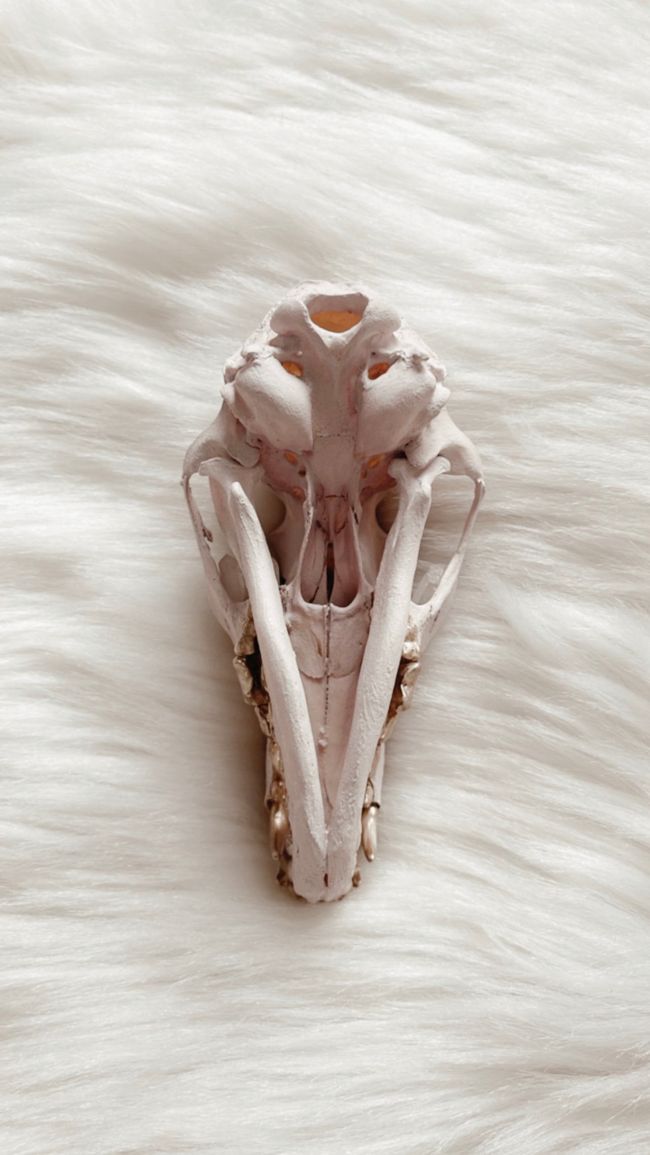 Felix Fox Skull