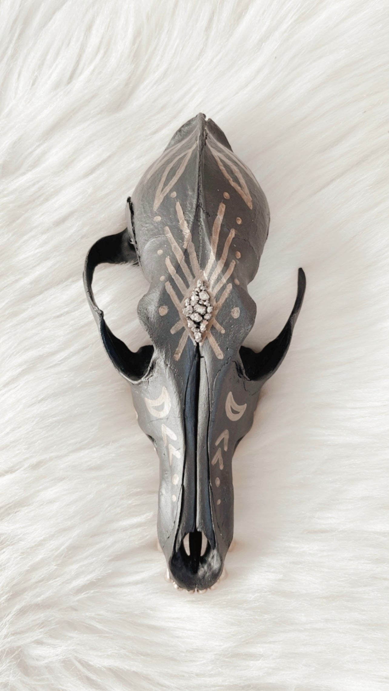 Fletcher Coyote Skull