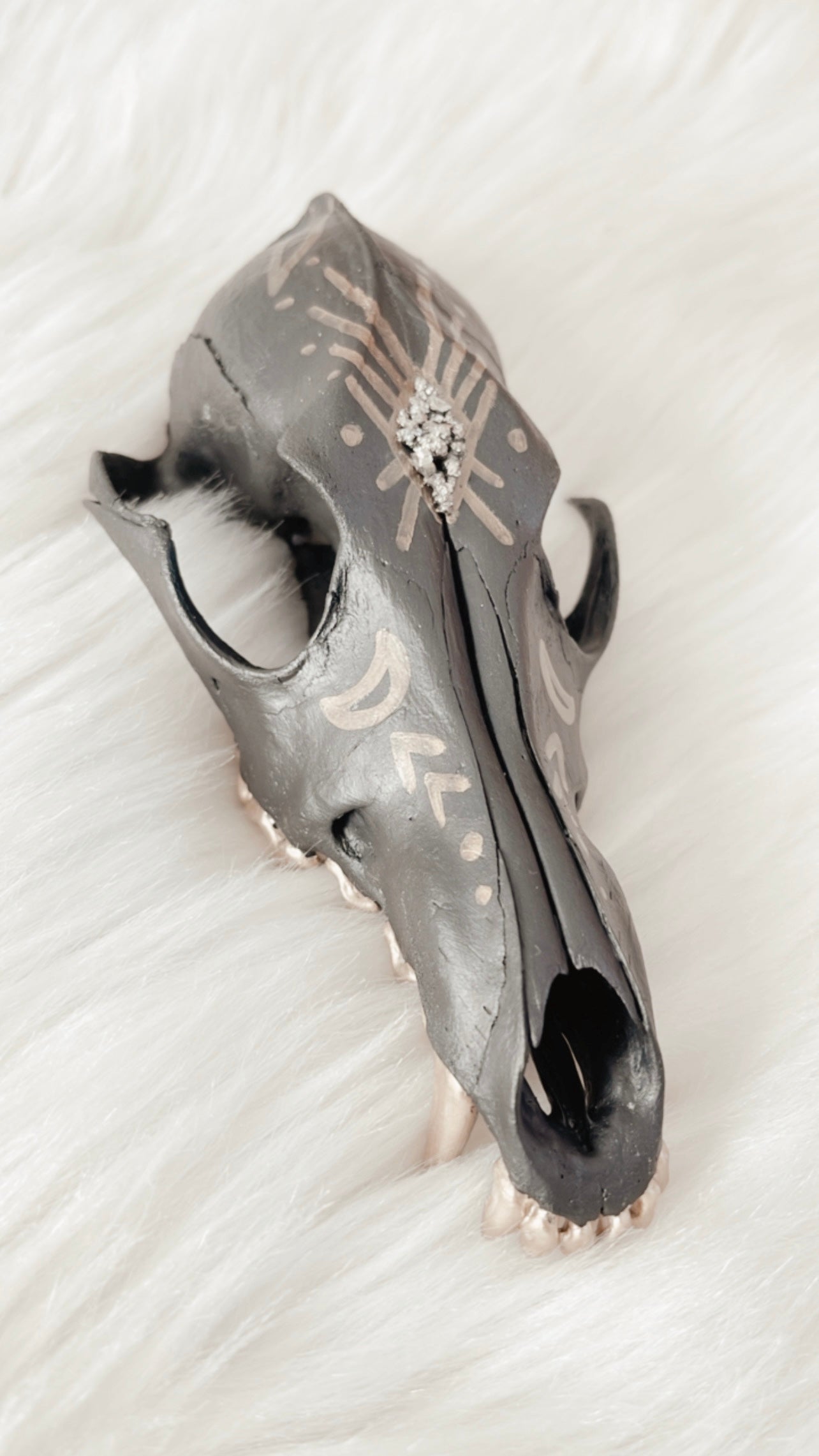 Fletcher Coyote Skull