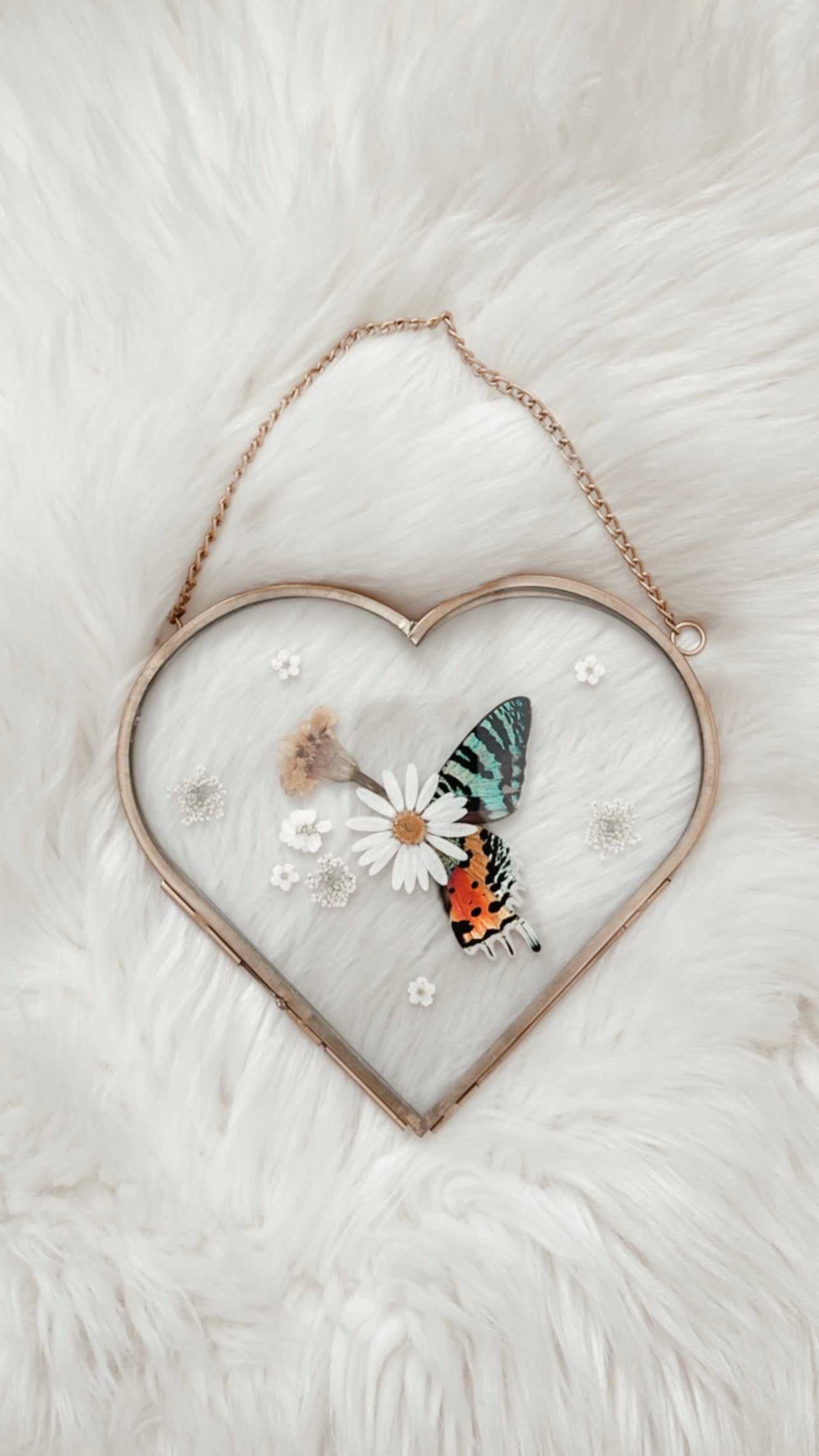 Geraldine Moth Floral Frame