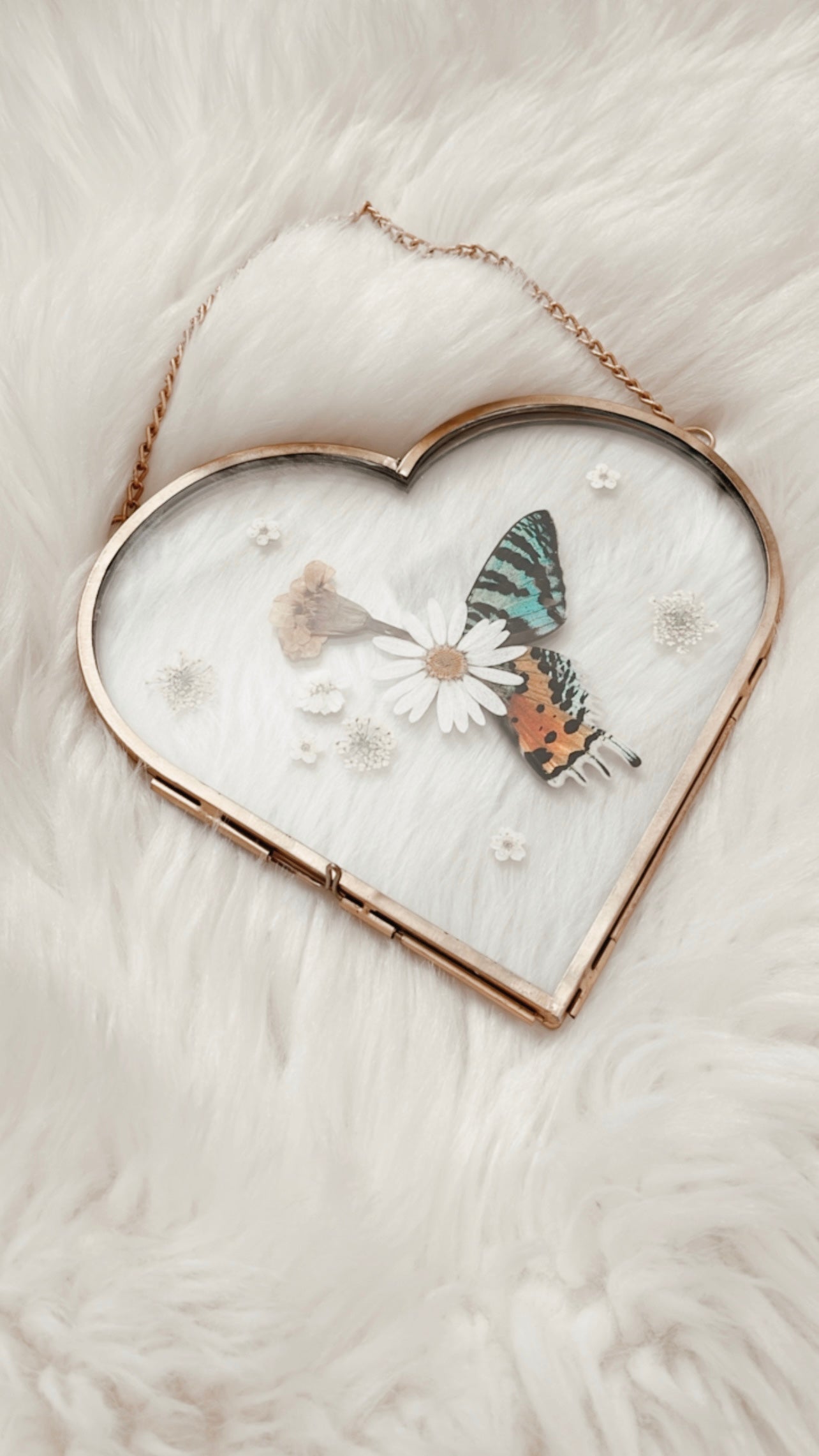 Geraldine Moth Floral Frame