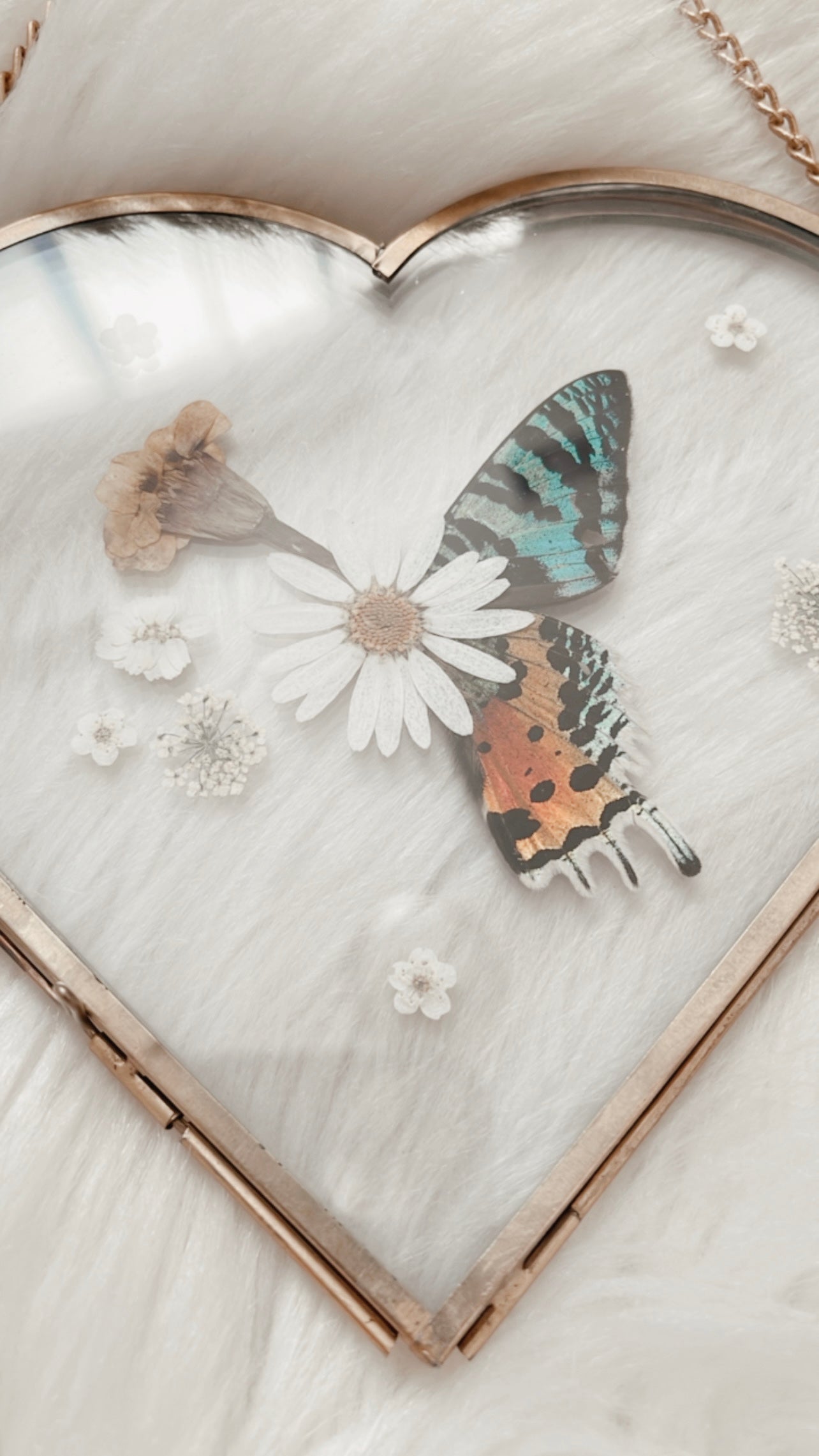 Geraldine Moth Floral Frame