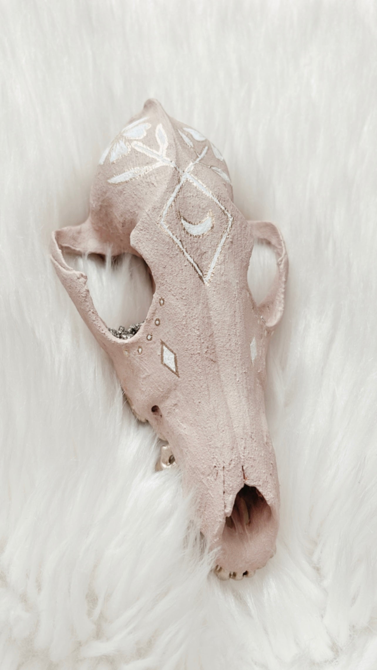 Hailey Coyote Skull