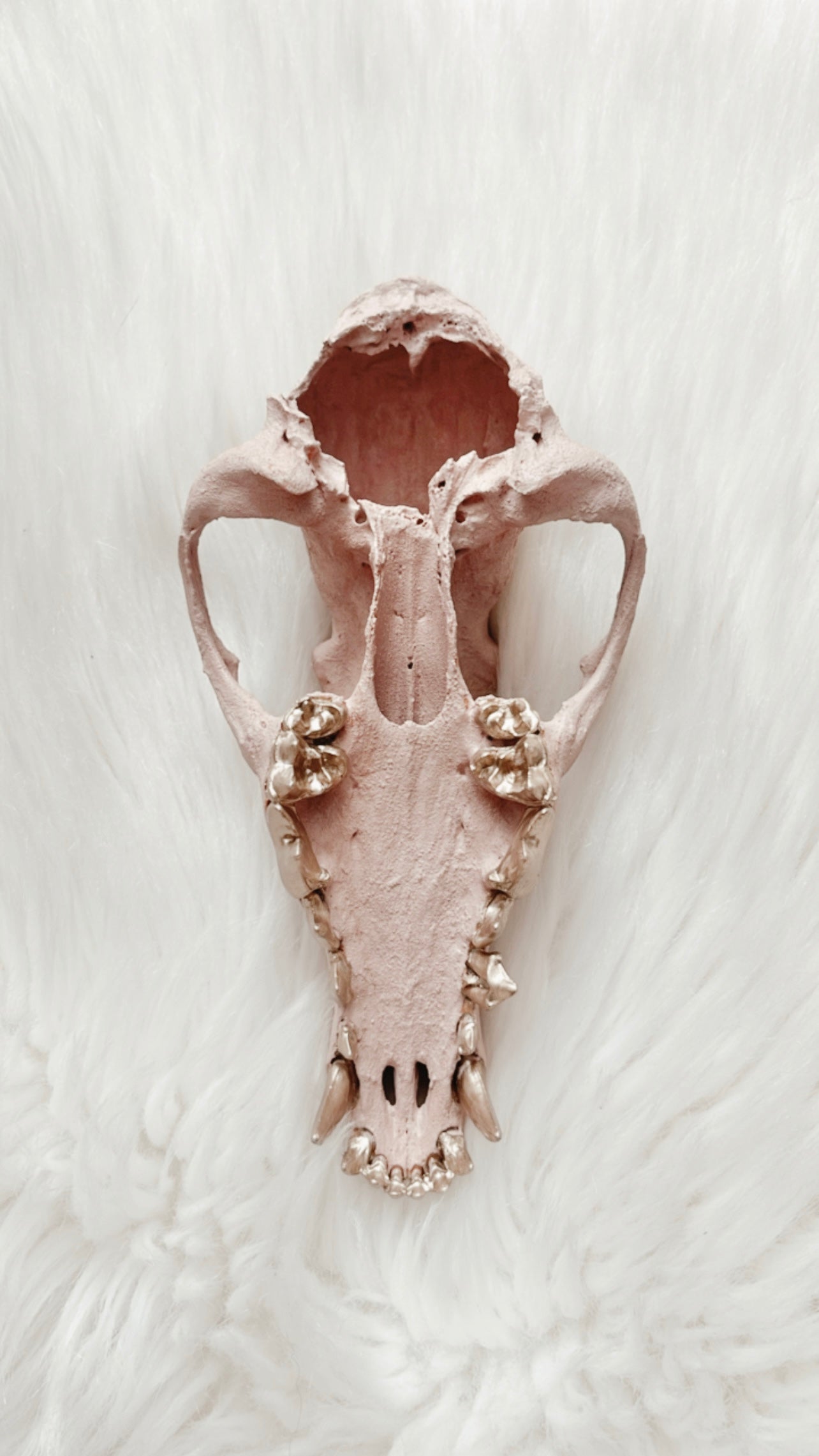Hailey Coyote Skull