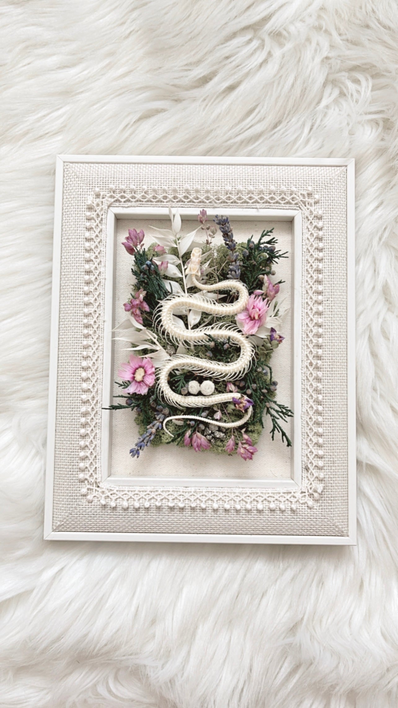 Iris Oddities Frame <Snake Skelly>