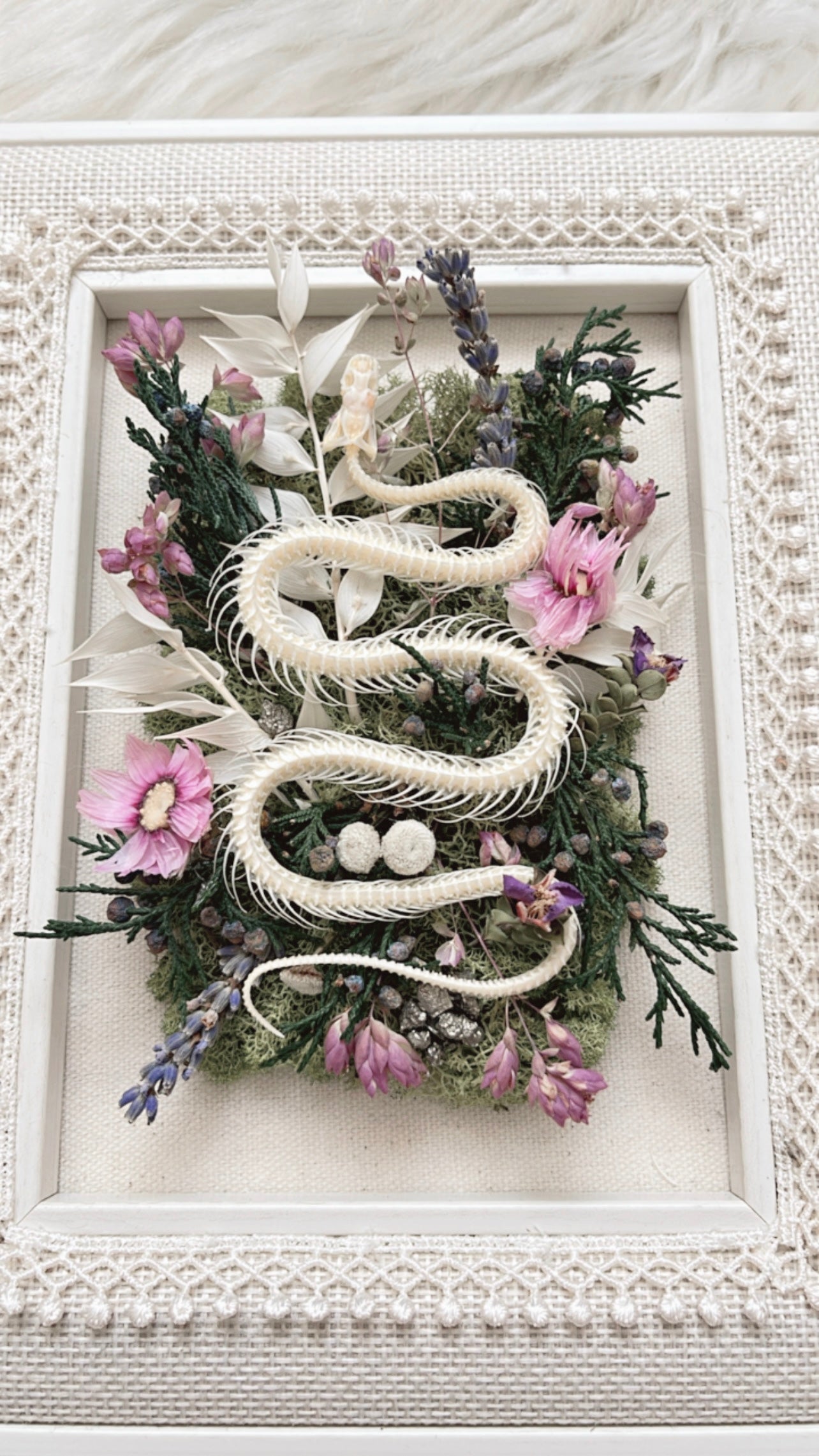 Iris Oddities Frame <Snake Skelly>
