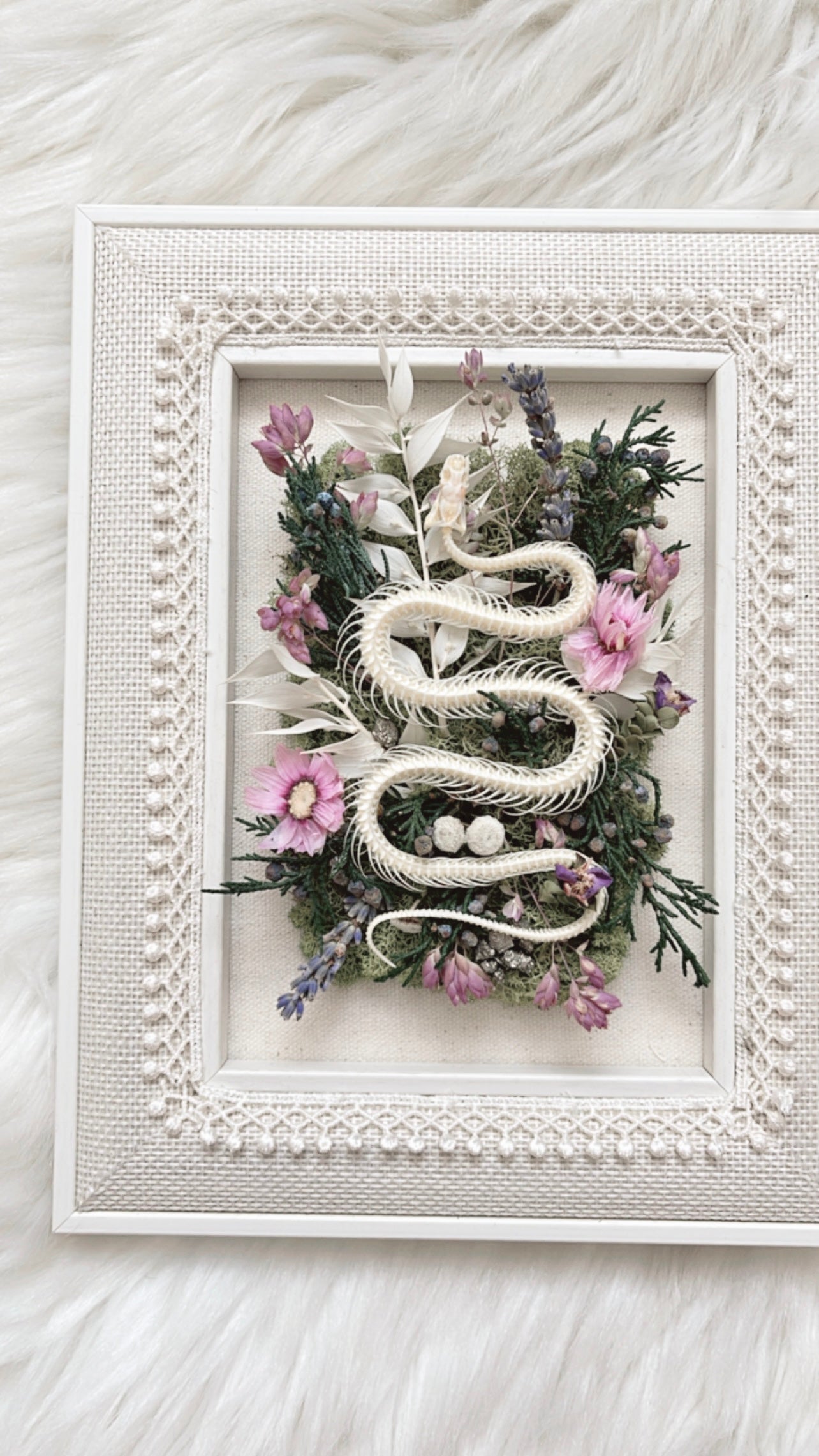 Iris Oddities Frame <Snake Skelly>